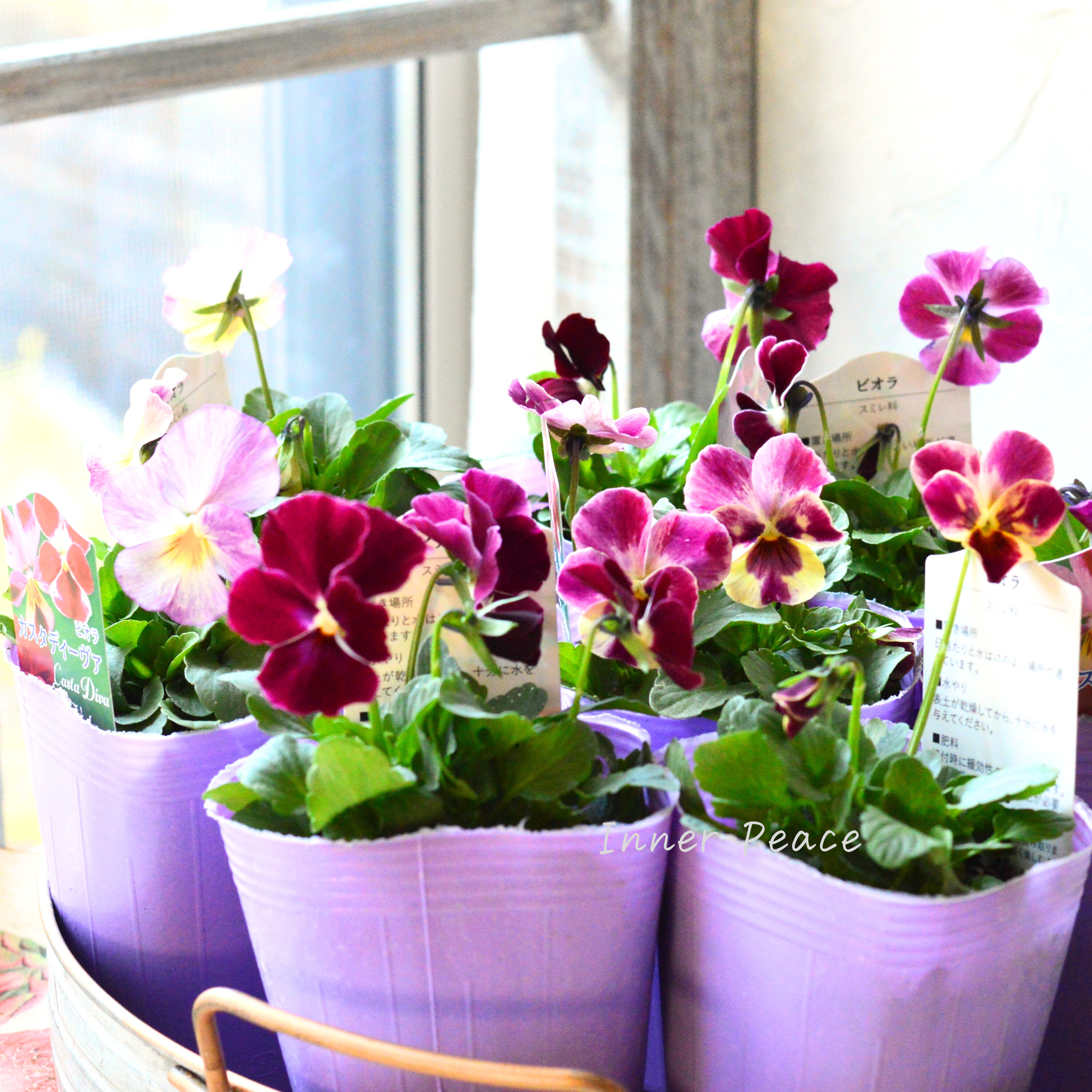 【花夢園芸さん】 ビオラ 『カスタディーヴァ』 3寸ロングPOT