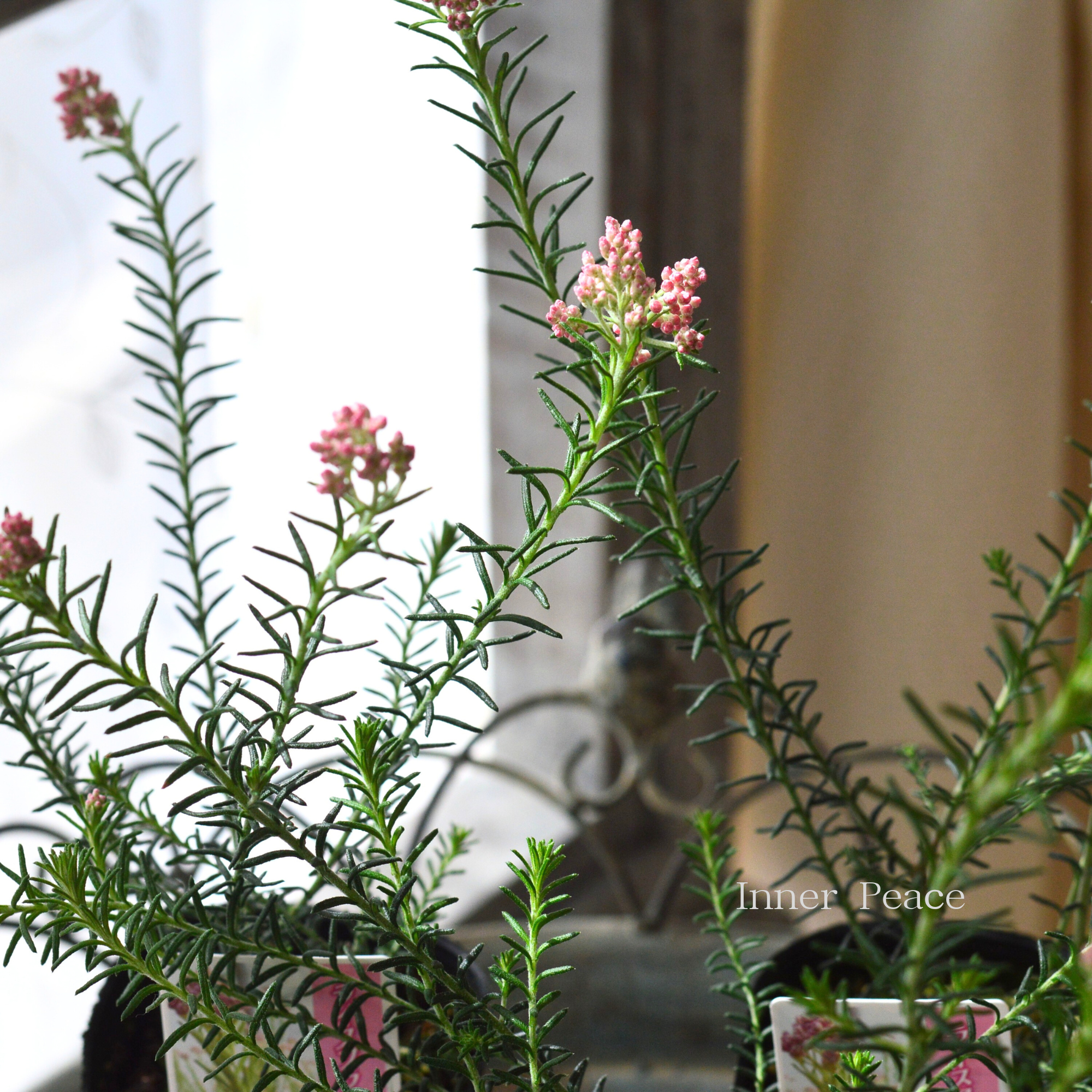 【人気】 ライスフラワー 『ピンク』 3寸POT