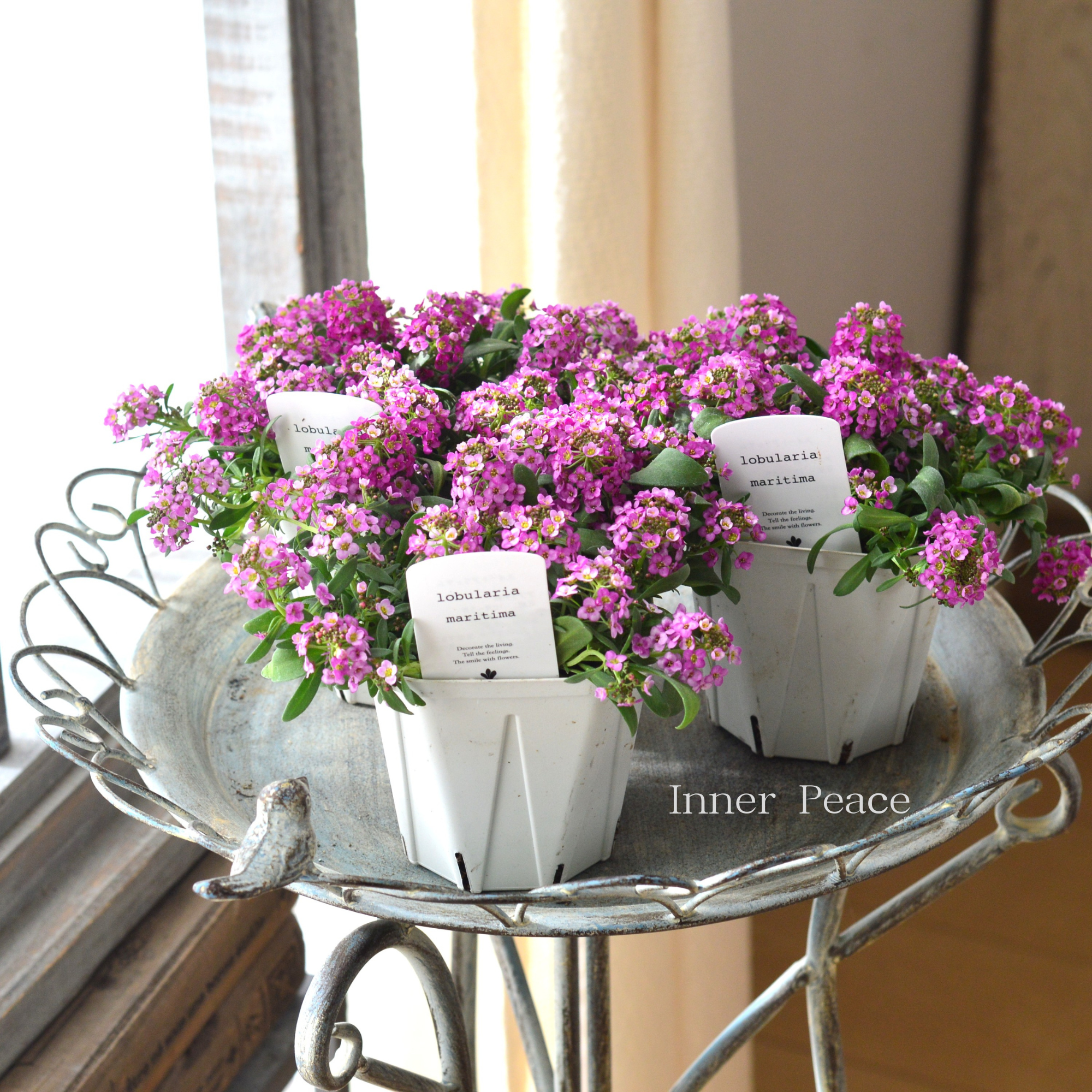 【4本植え】 スイートアリッサム 『ピンク』 3.5寸硬質POT