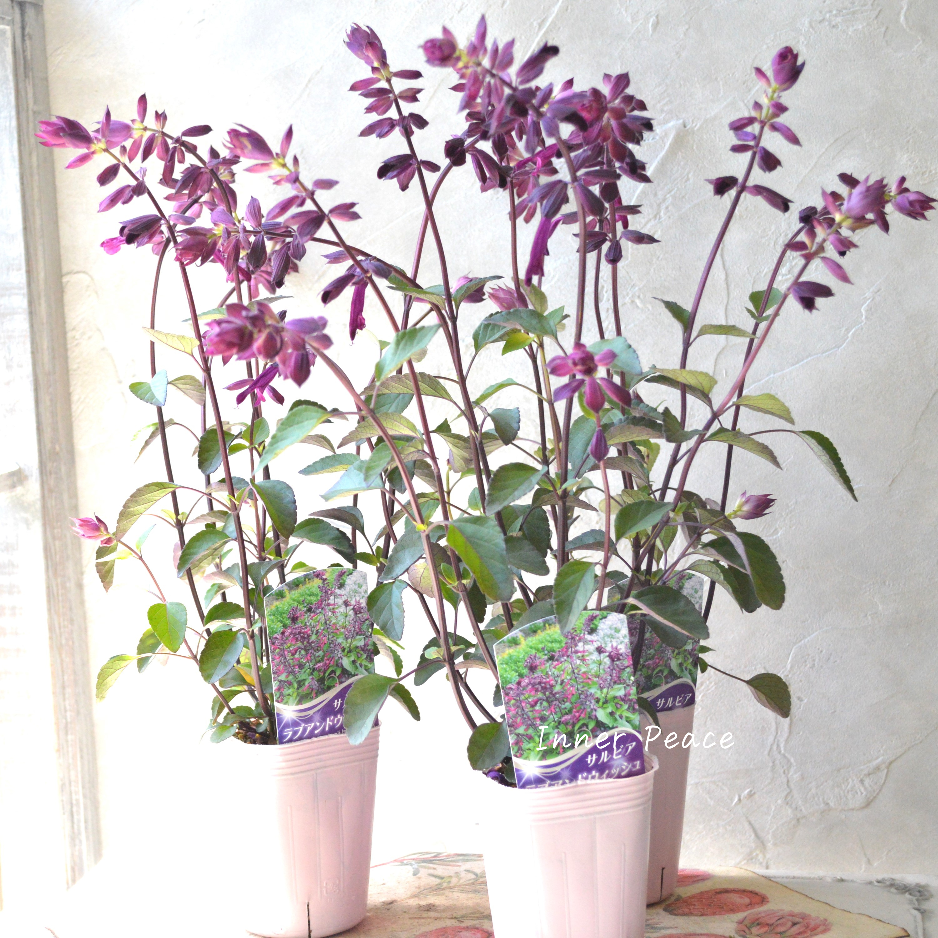 【宿根】 サルビア 『ラブアンドウィッシュ』 3.5寸POT