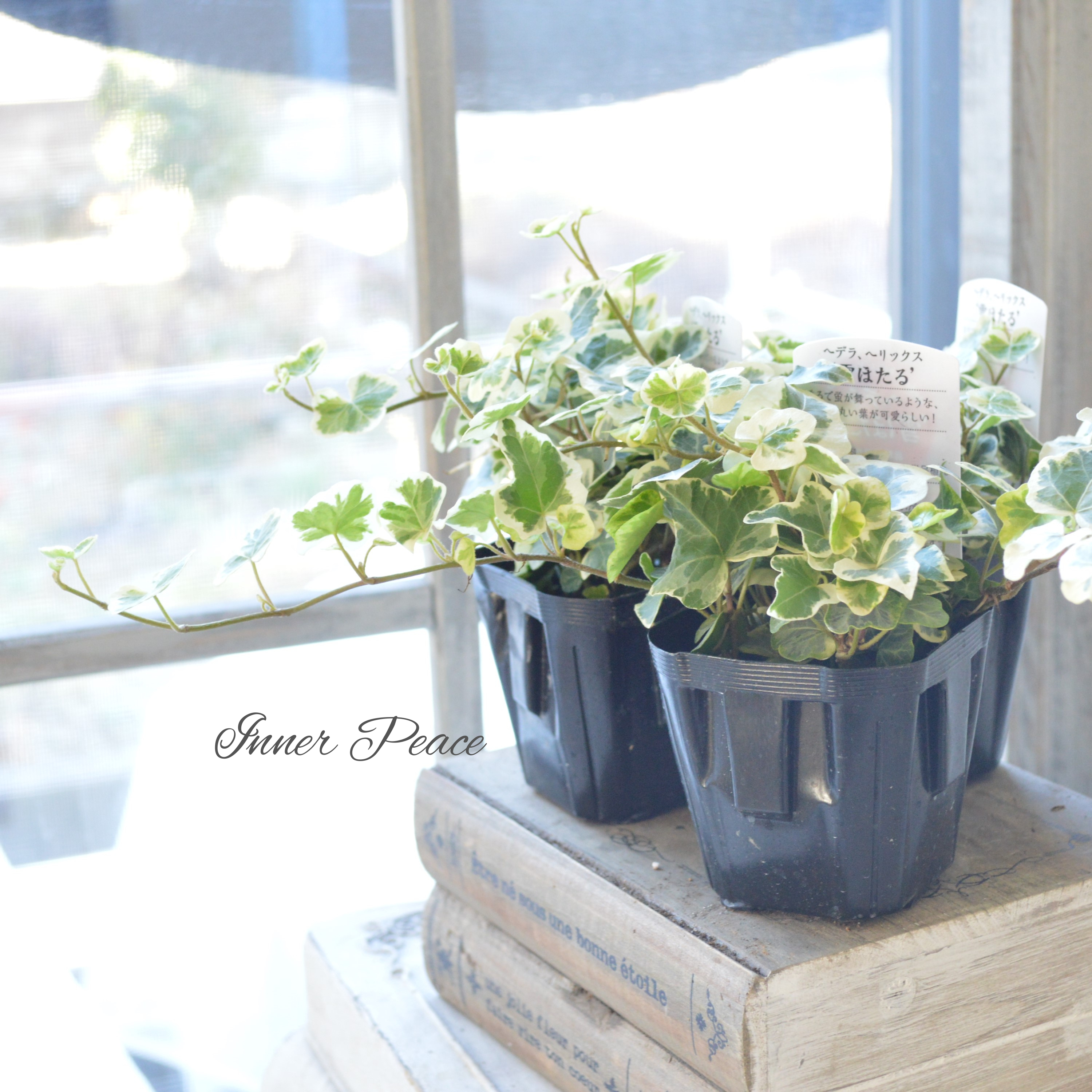 【希少】 ヘデラ 『雪ほたる』 2.5~3寸POT