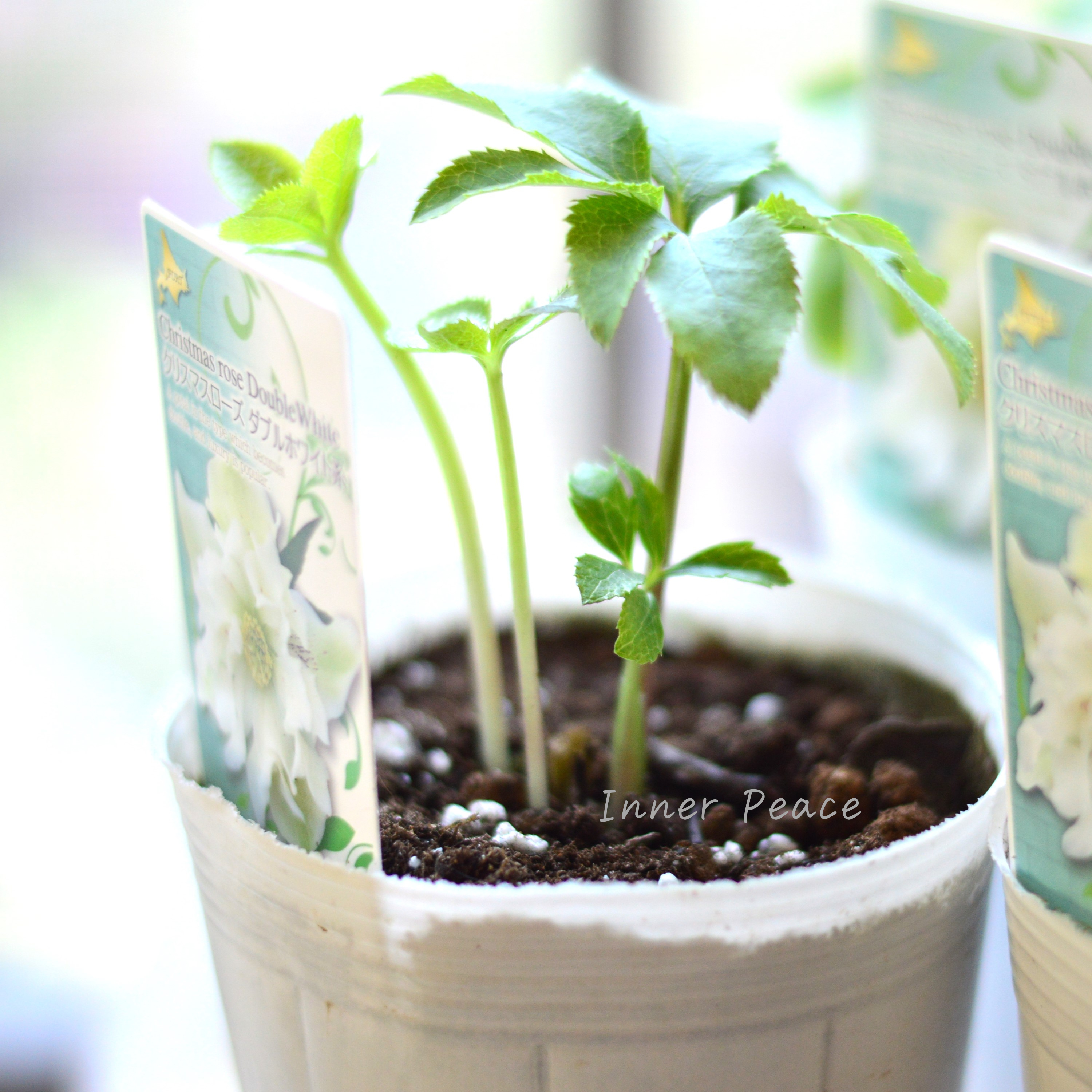 【八重咲き】 クリスマスローズ 『ダブルホワイト系』 3.5寸ロングPOT