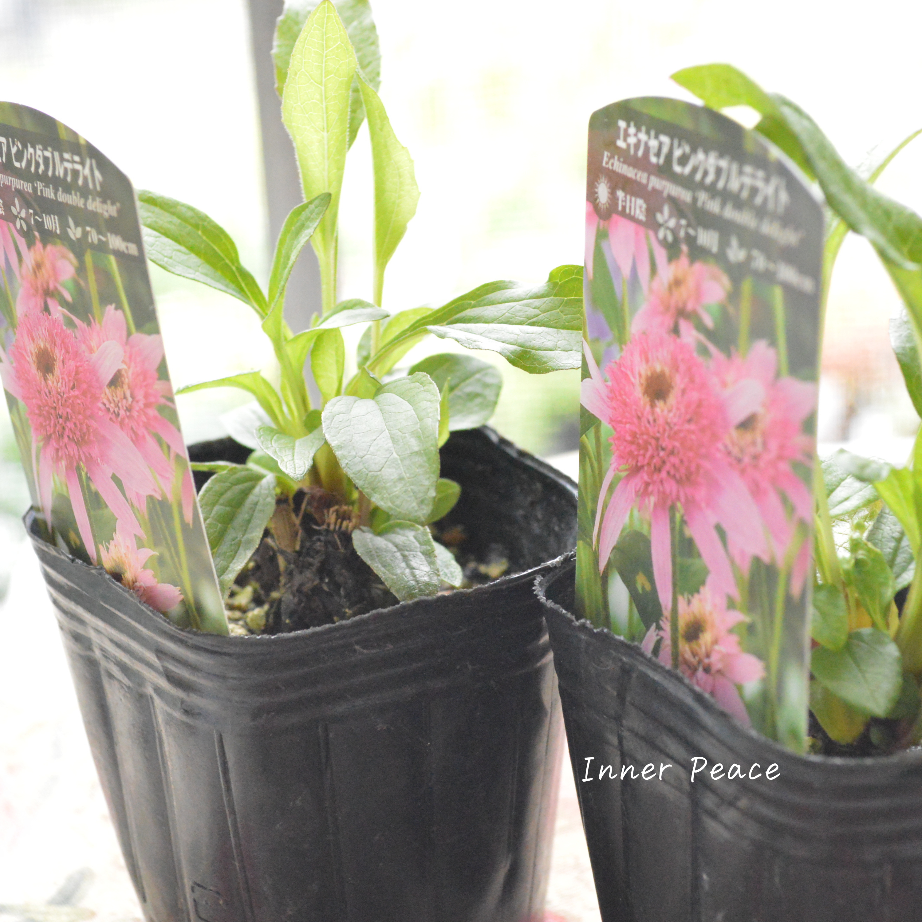 【暑さ寒さに強い】 エキナセア 『ピンクダブルデライト』植え込み用 3寸POT