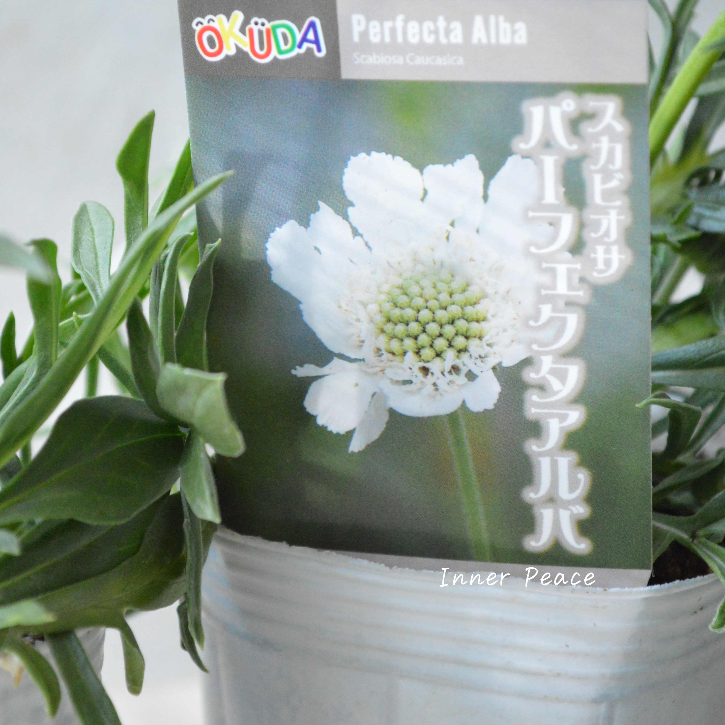 【大輪】 スカビオサ 『パーフェクタ・アルバ』 3.5寸POT