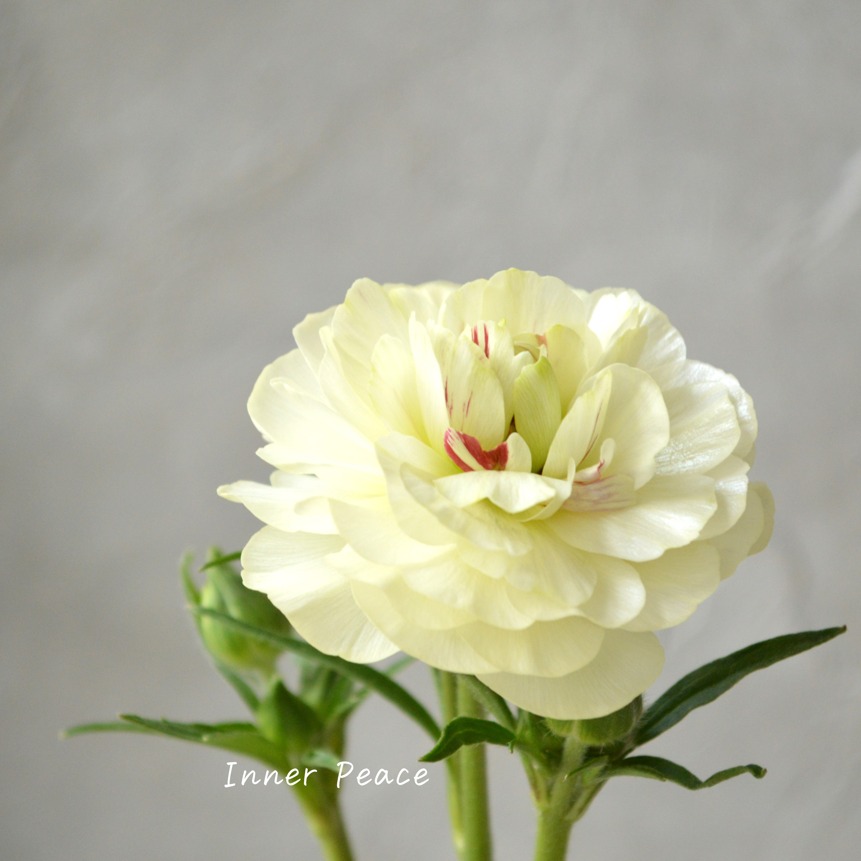 【美しい】 ラナンキュラス・ラックス 『ニノス』 4寸POT