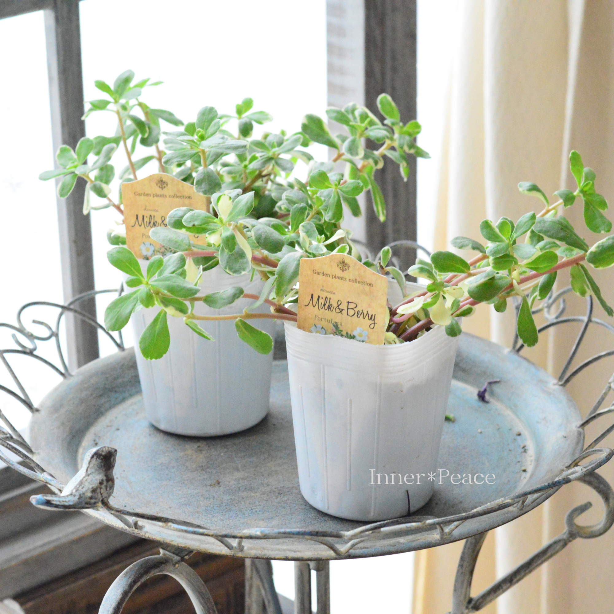【暑さに強い】斑入りポーチュラカ 『ミルク&ベリー』 3寸ロングPOT