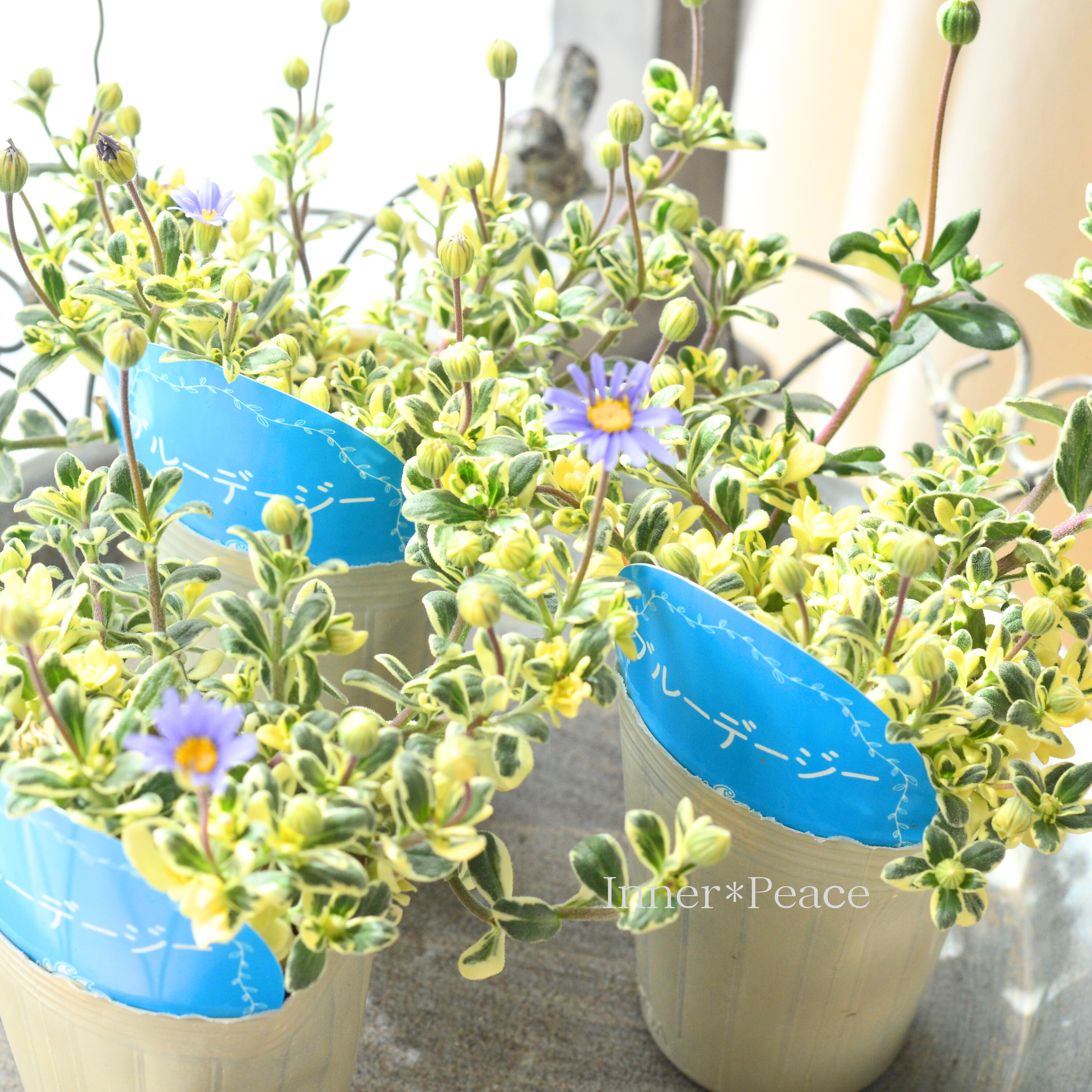【斑入り】 ブルーデージー 2.5寸ロングPOT