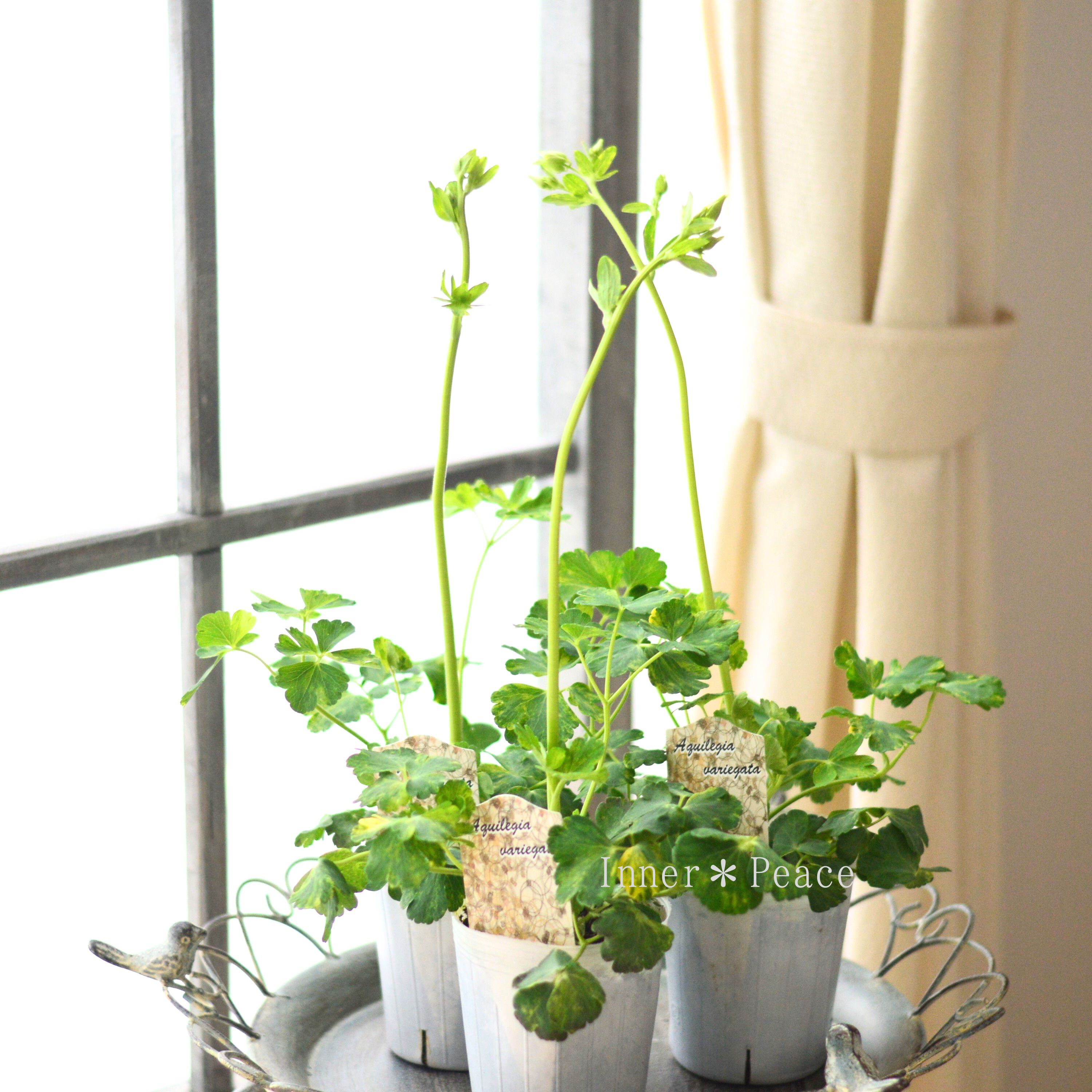 【松原園芸さん】 斑入りオダマキ 『白花』 3寸ロングPOT