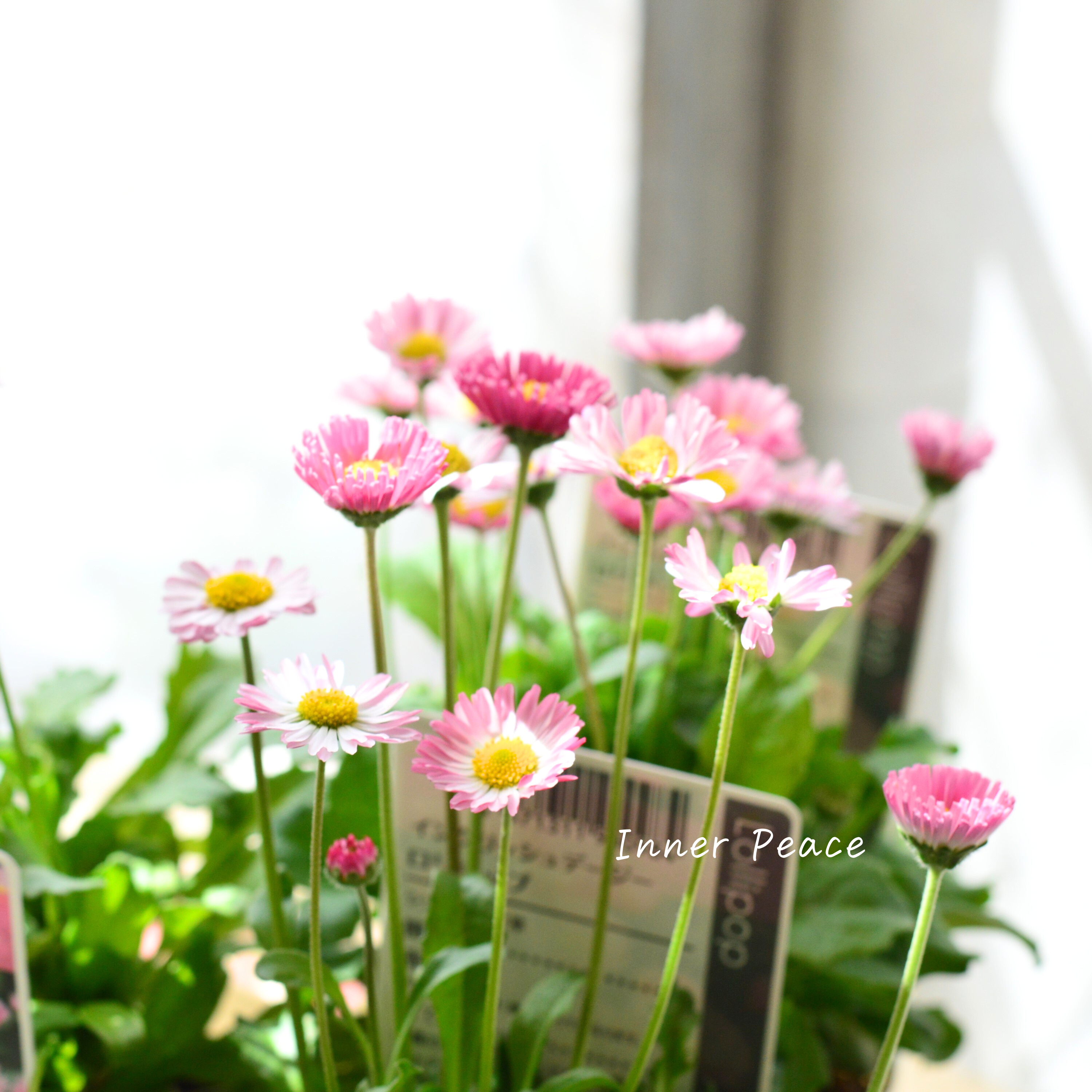 【かわいい】 イングリッシュデージー 『ロリポップ』 3寸POT