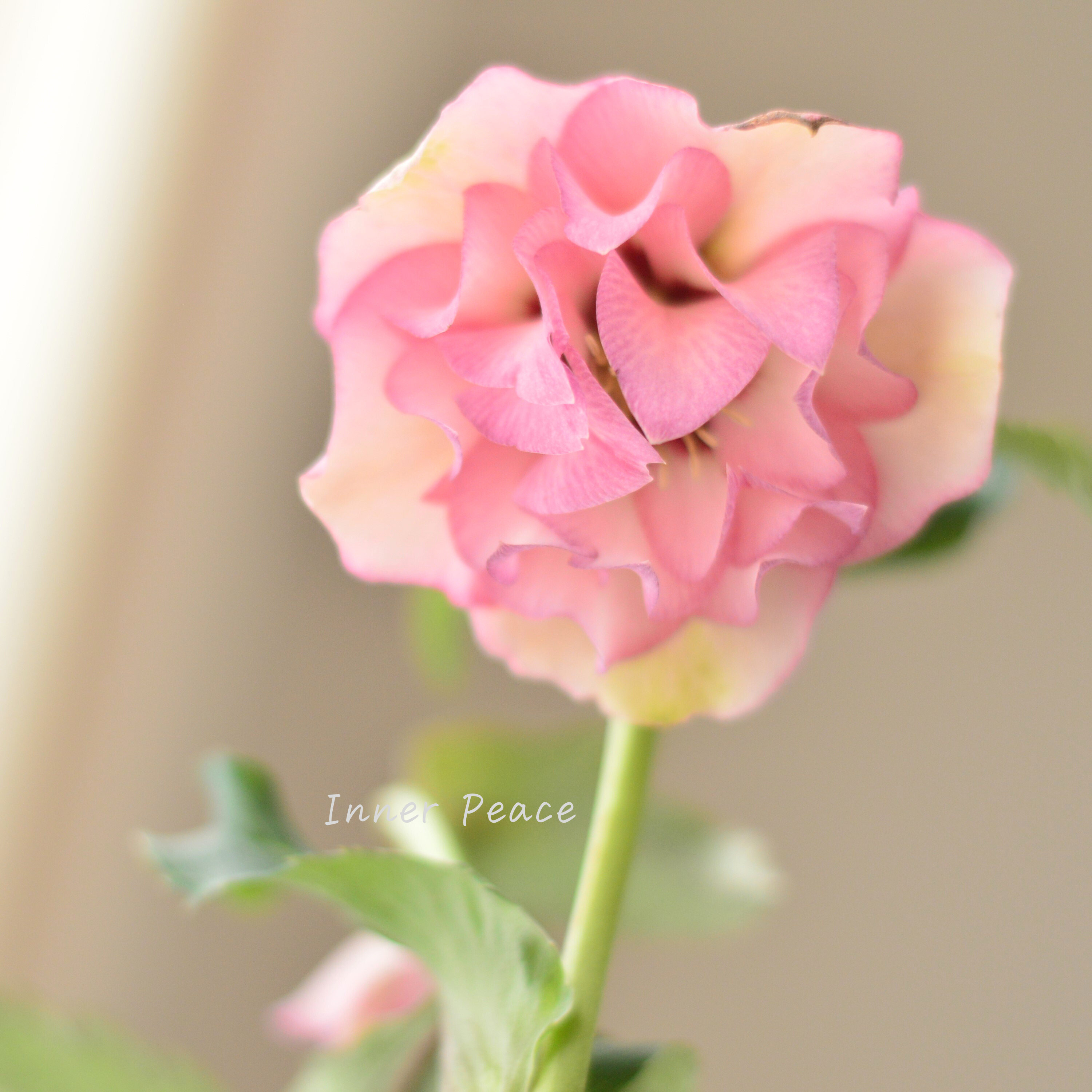 【希少】 吉瀬園芸さんのクリスマスローズ 『プレミアム・ダブル E』 4寸鉢