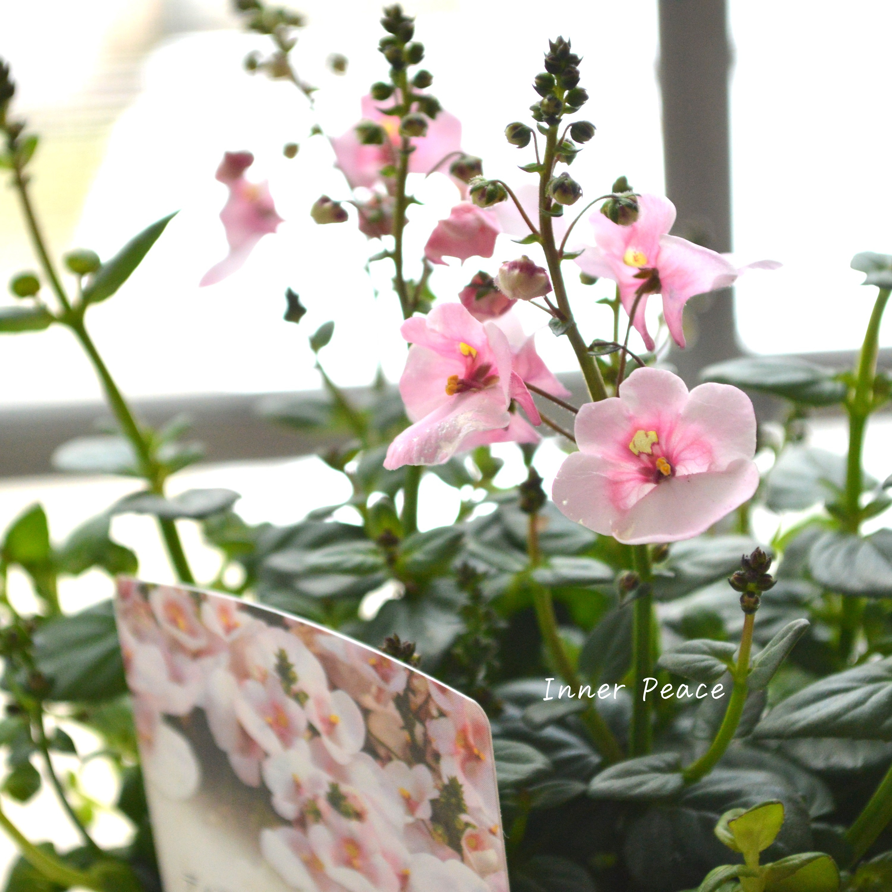 【かわいい】 ディアスシア 『ダーラ・アップルブロッサム』 3.5寸POT