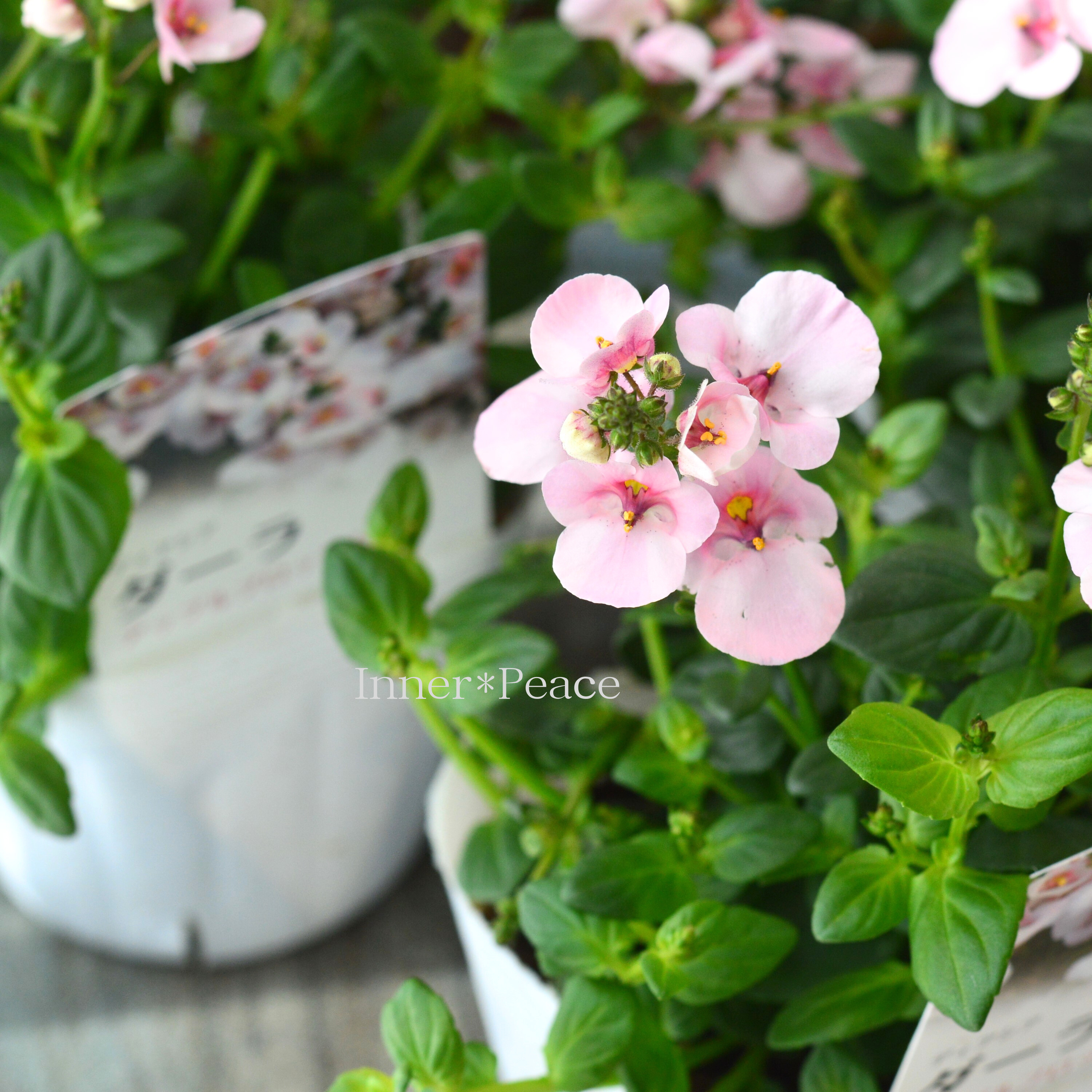 【かわいい】 ディアスシア 『ダーラ・アップルブロッサム』 3.5寸POT