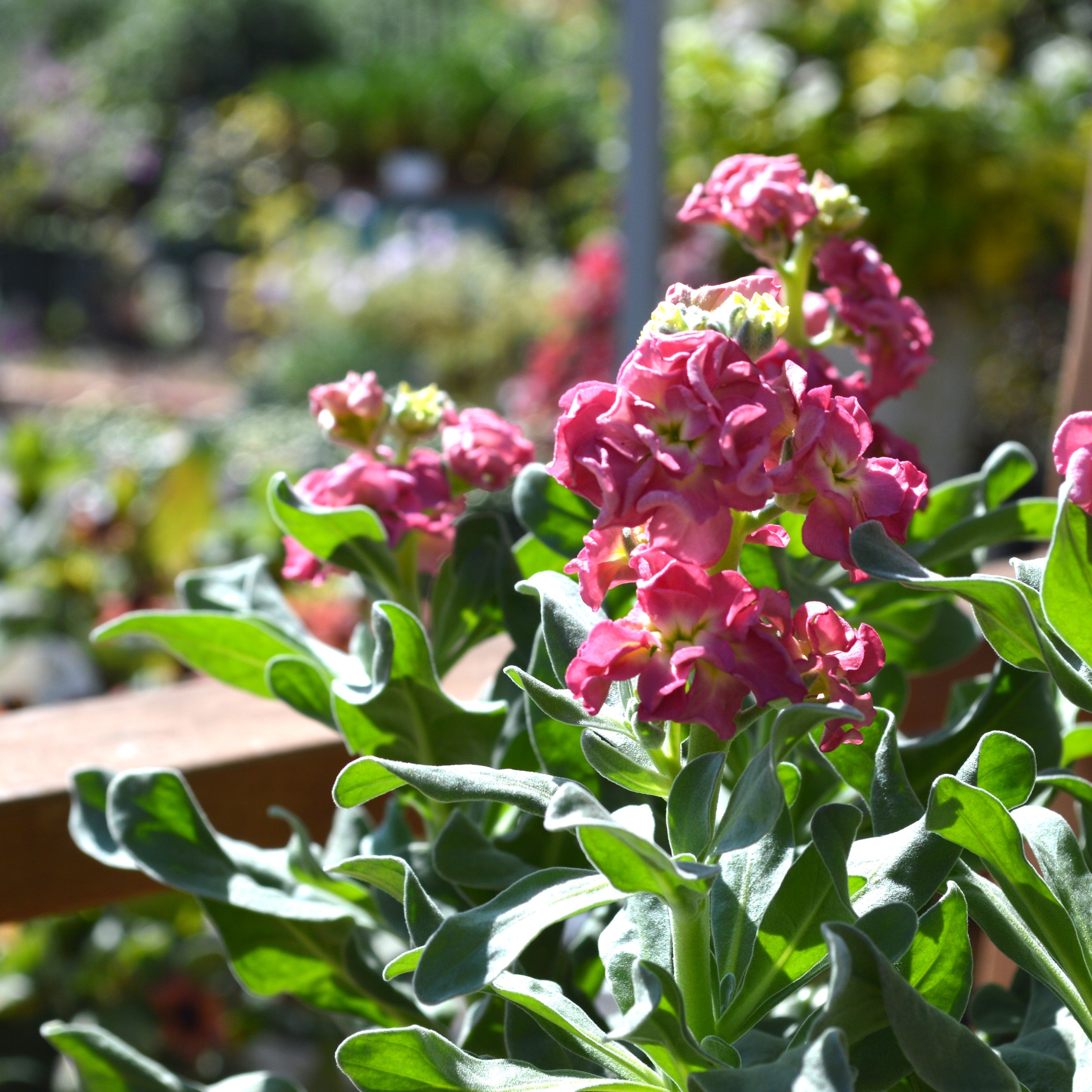 【八重咲き】 ストック・ヴィンテージ 『カッパー』 3寸ロングPOT