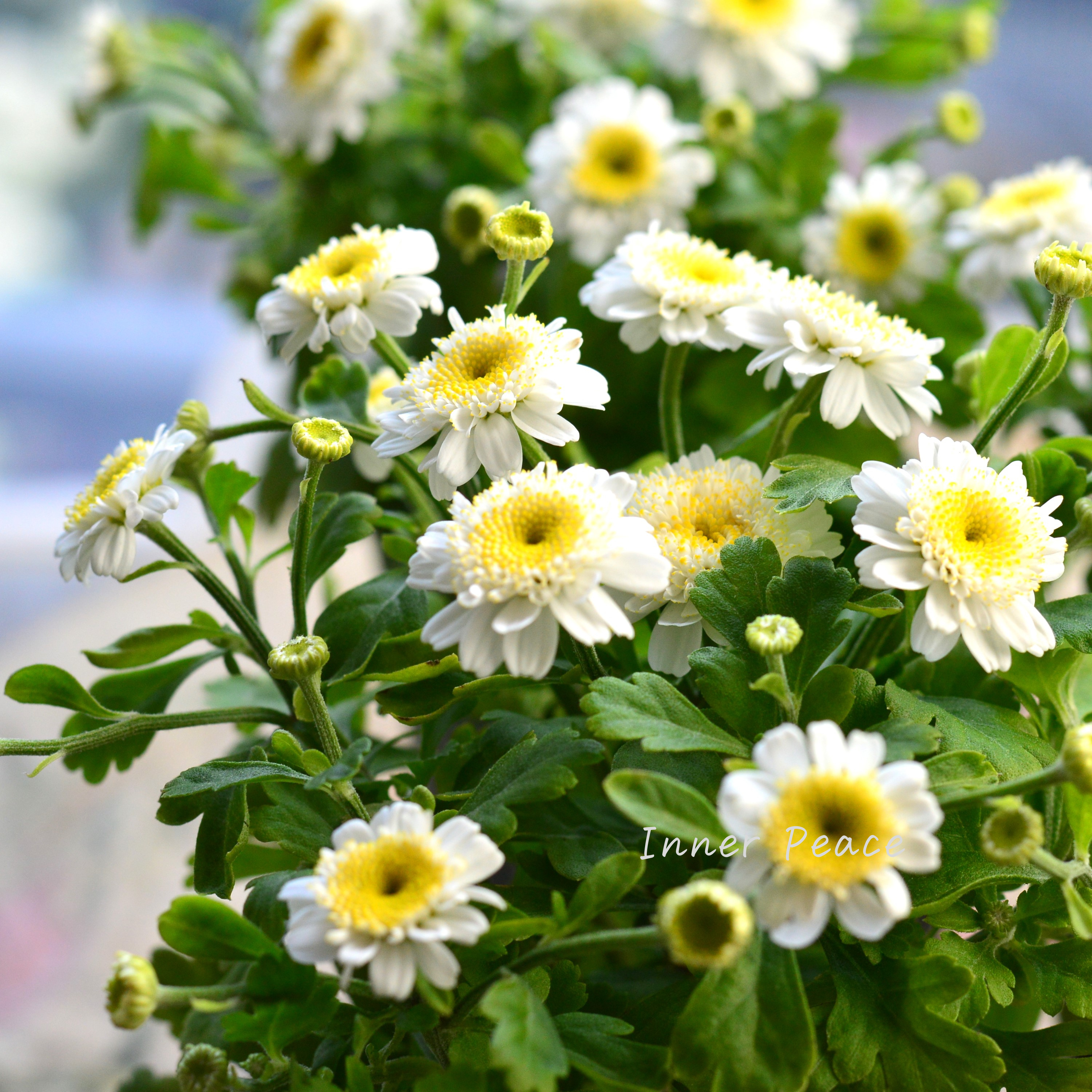 【かわいい】 マトリカリア 3寸POT