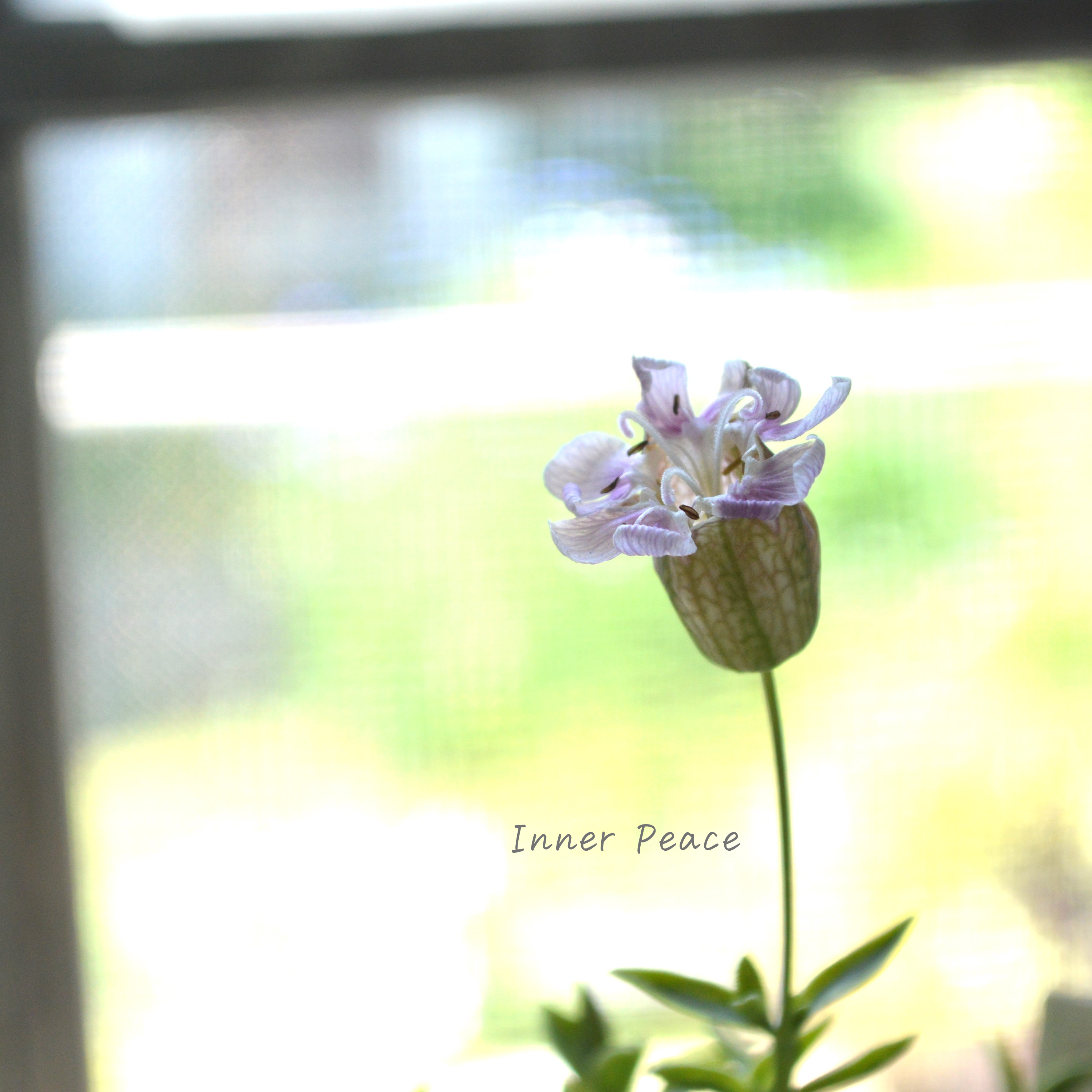 【斑入り】 シレネ ユニフローラ 『シェルピンク・バリエガータ』 3寸POT