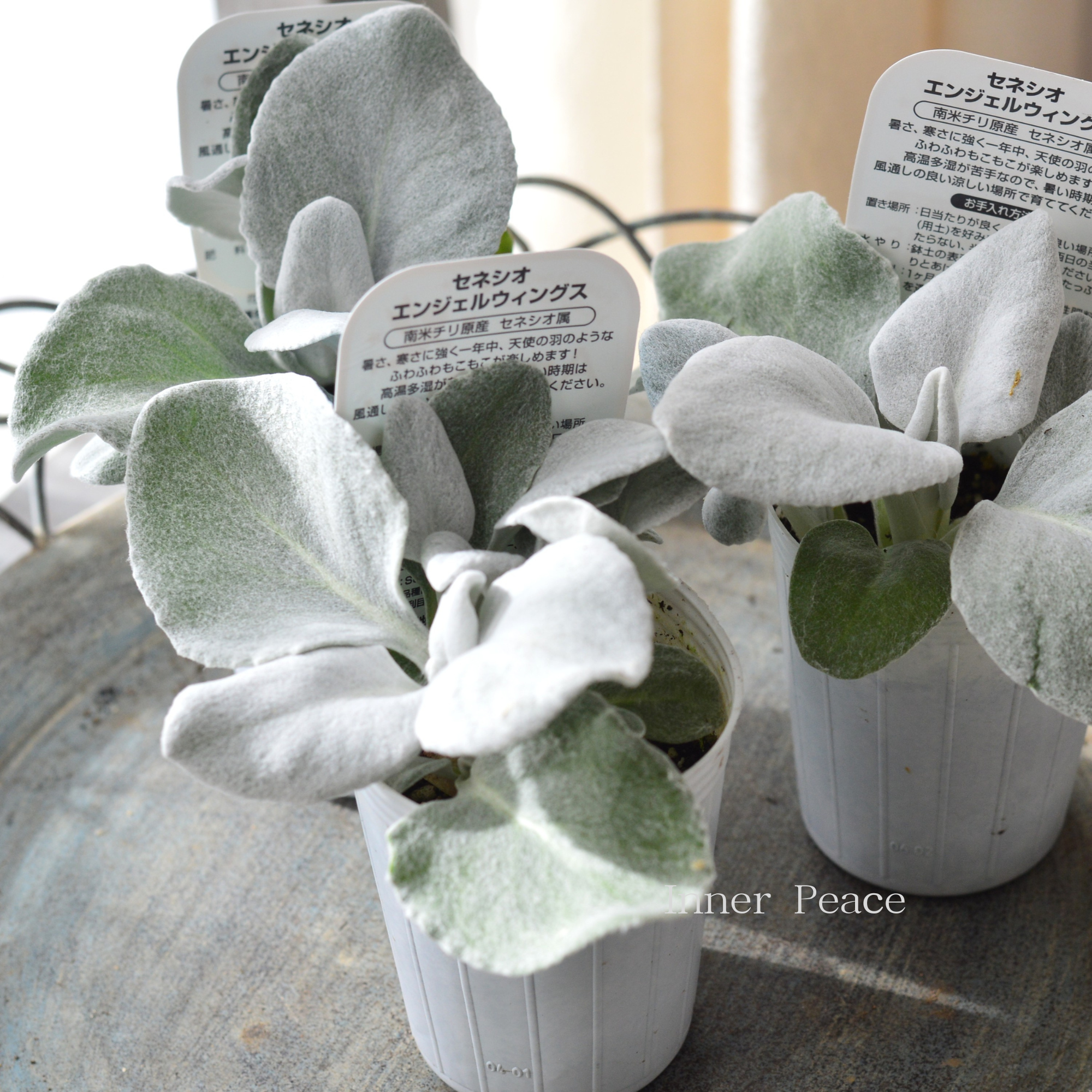 【寄せ植えに】 セネシオ 『エンジェルウィングス』 2.5寸ロングPOT