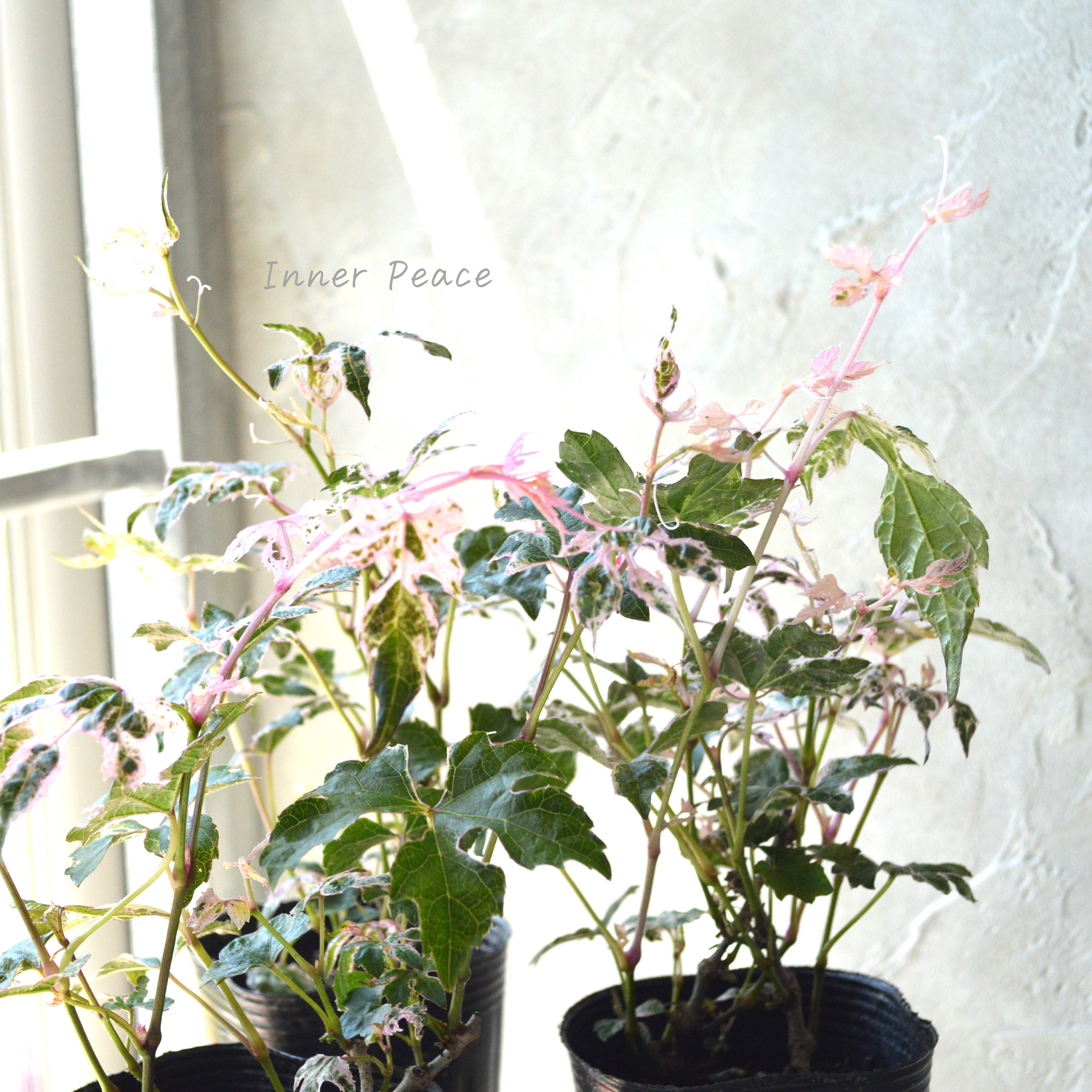 【美しい】 斑入りノブドウ 『エレガンス』 3~3.5寸POT