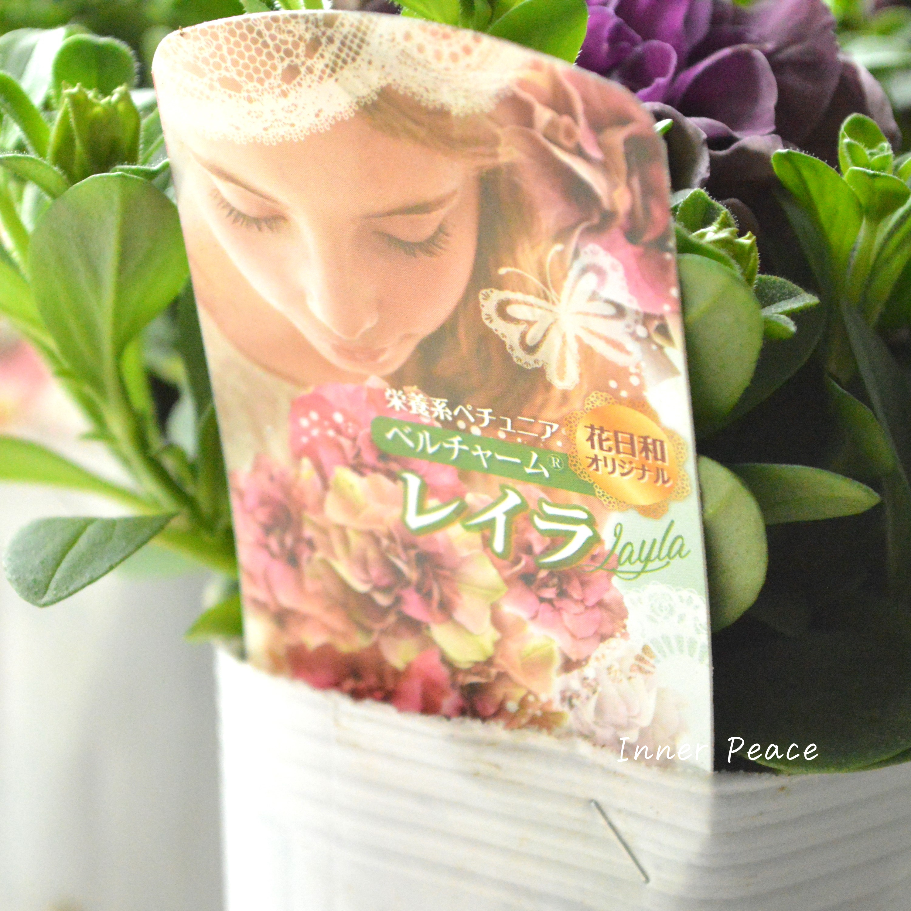 【花日和さんオリジナル】 栄養系ペチュニア 『ベルチャーム・レイラ』 3.5寸POT