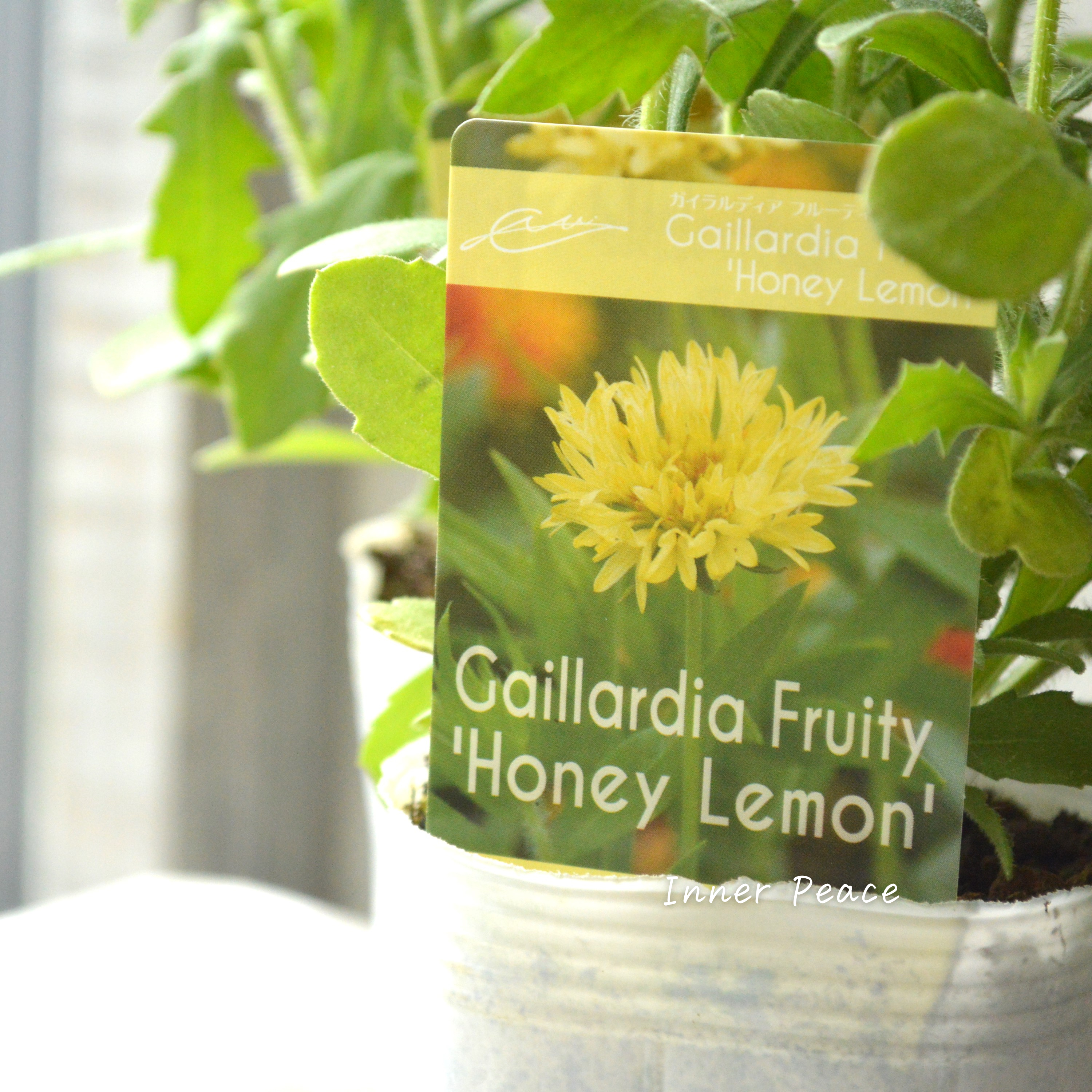【人気】 ガイラルディア 『フルーティ・ハニーレモン』 3寸ロングPOT