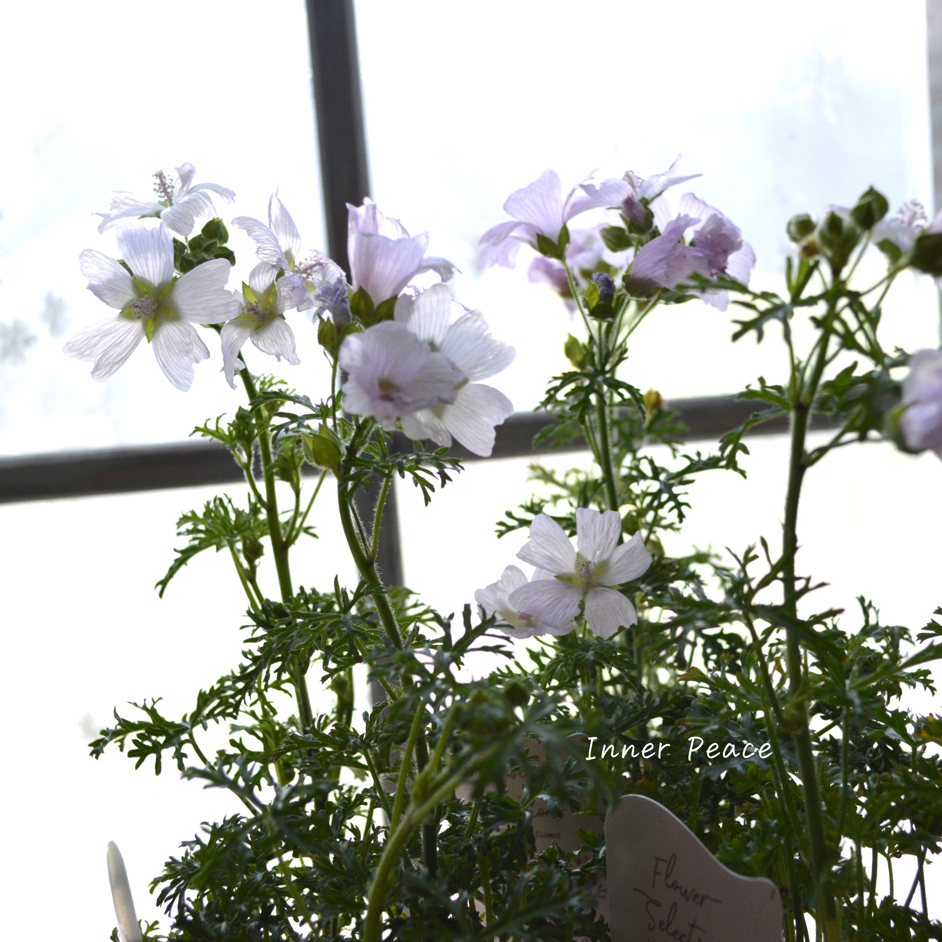 【美しい】 ムスクマロウ 『アップルブロッサム』 3寸POT