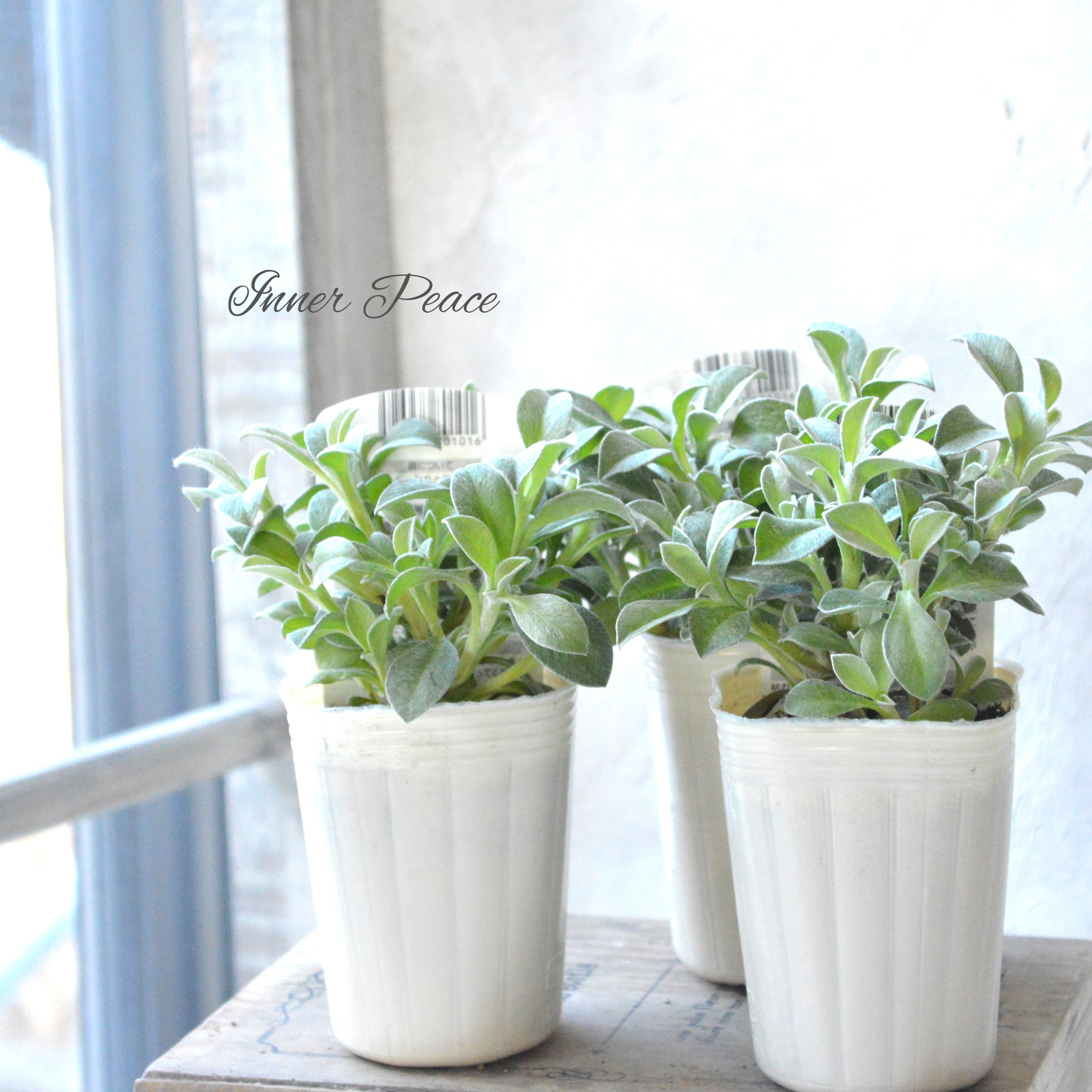 【2分割できる】 ヘリクリサム 『ホワイトフェリー』 2.5寸POT