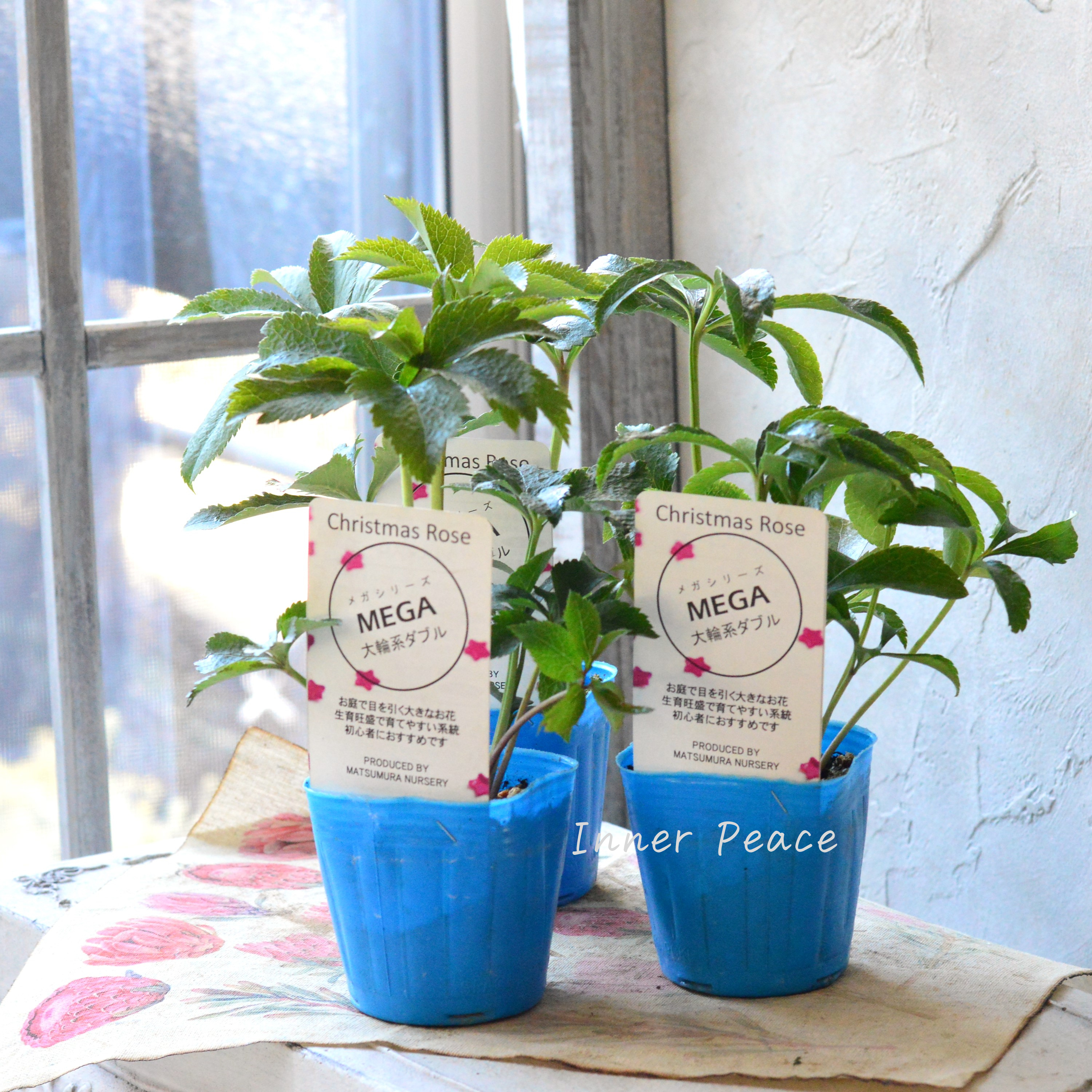 【大輪】 松村ナーセリーさんのクリスマスローズ 『メガ』 3寸POT