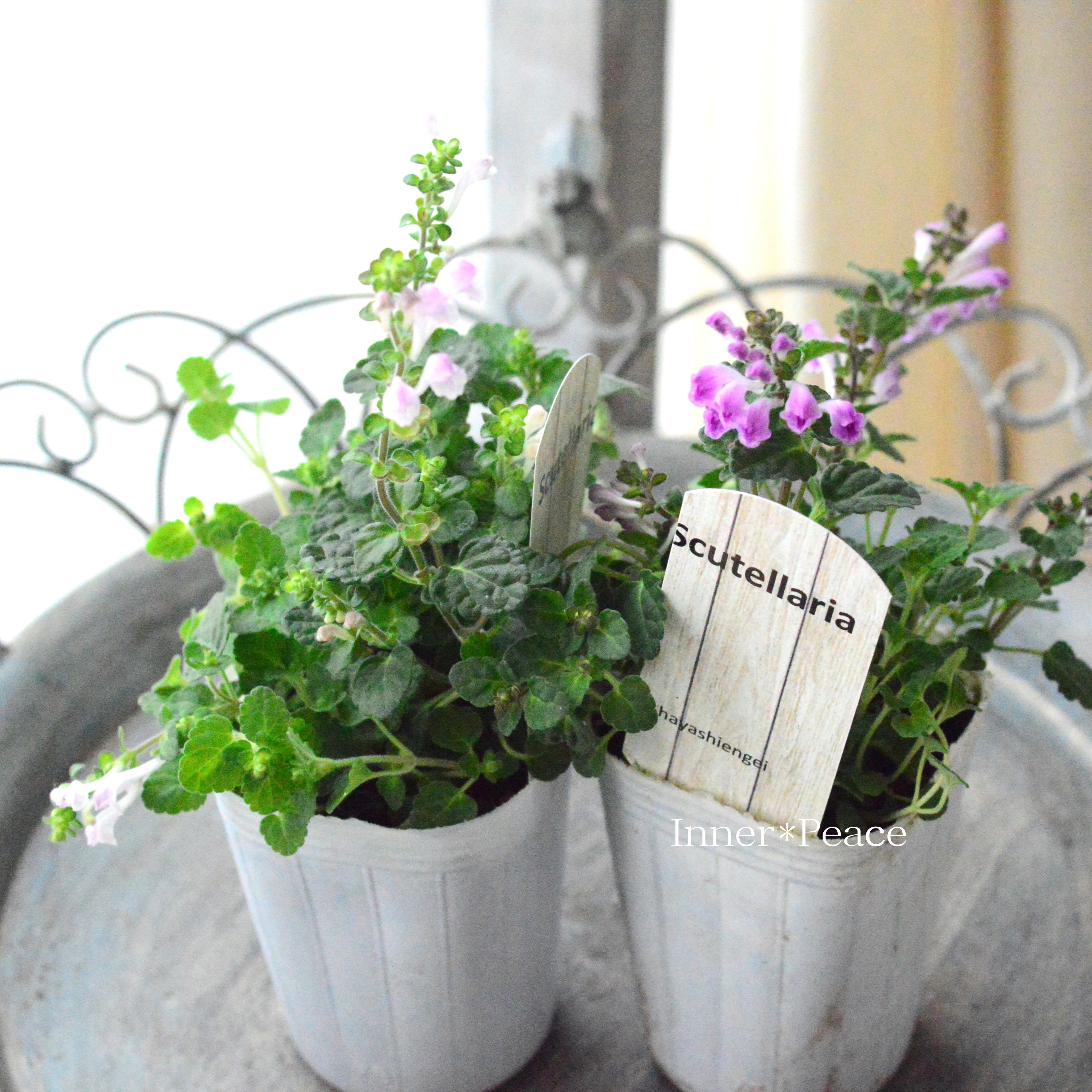 【美しい】 スクテラリア(タツナミソウ) 『ピンク』 2.5寸POT