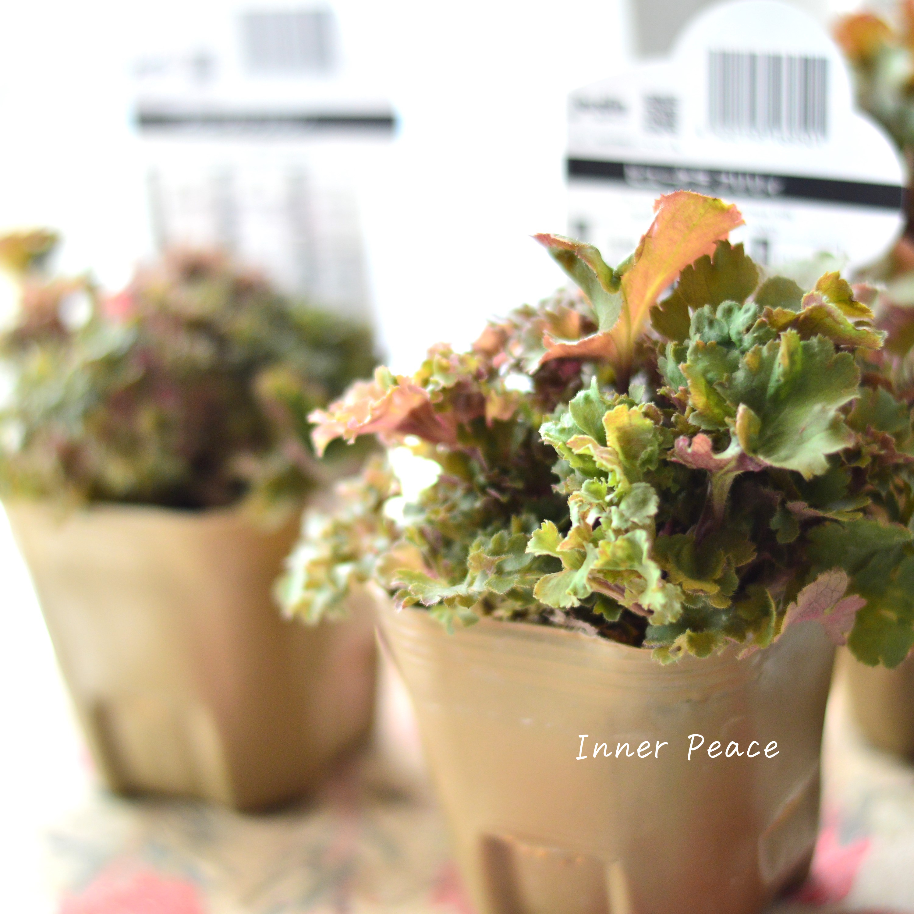 【NEW】 フリフリヒューケラ 『フリリィ』 3寸POT