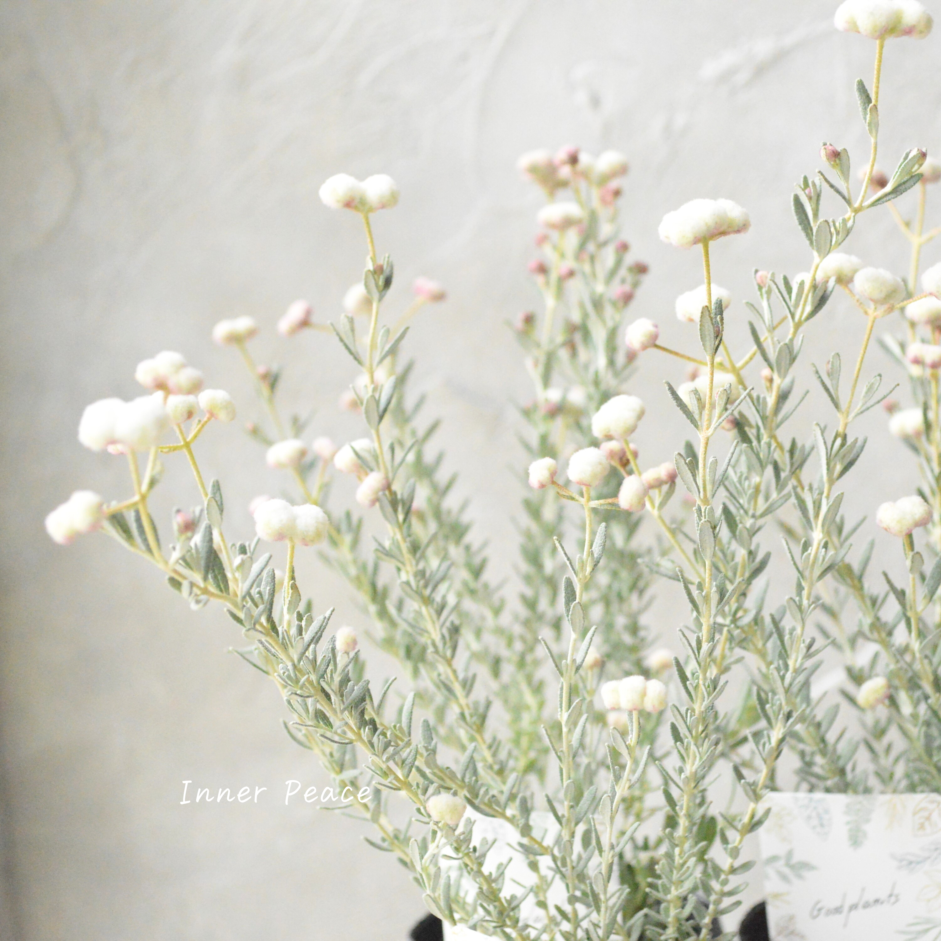 【希少】 ディクラスティリス 『グロビフローラ』 3寸POT