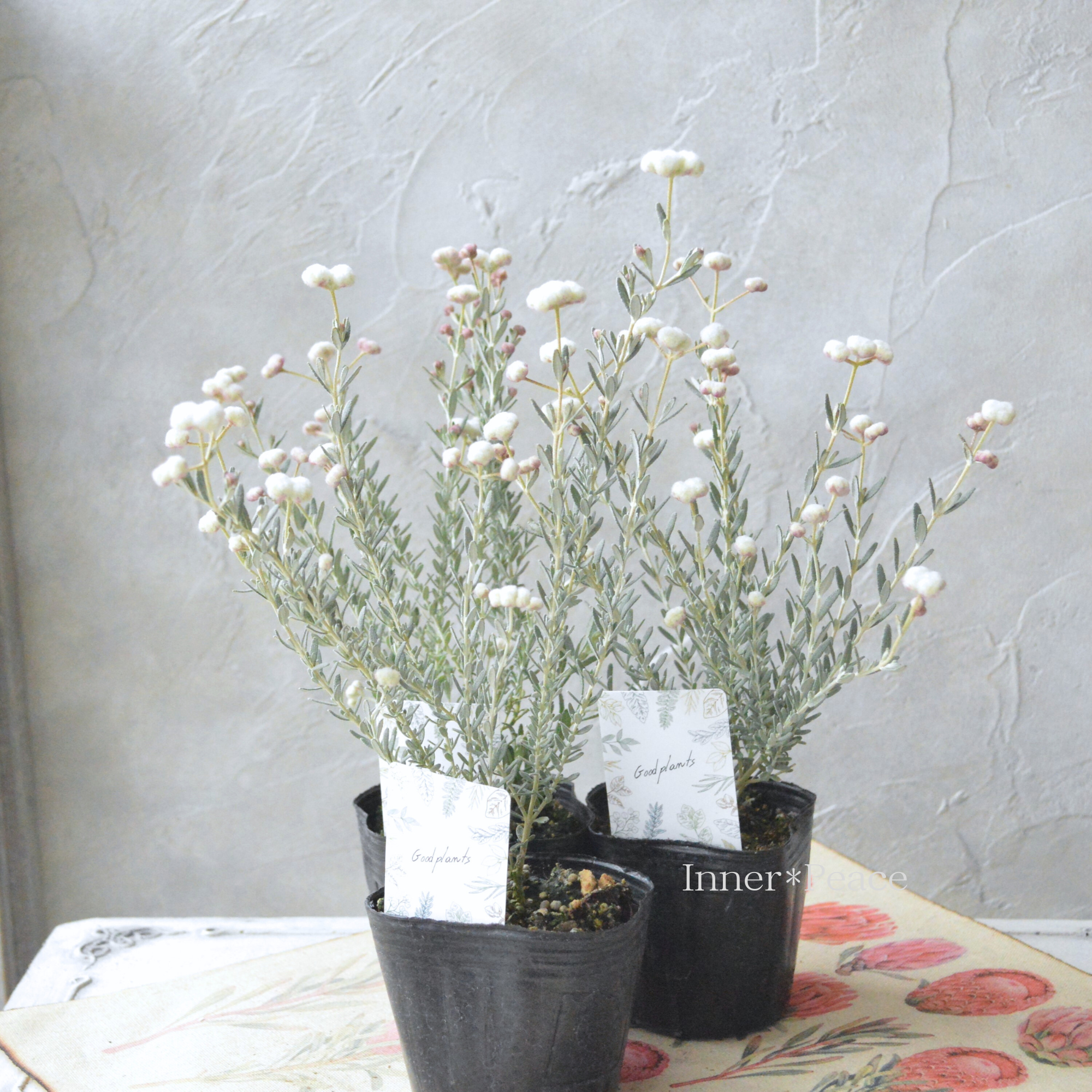 【希少】 ディクラスティリス 『グロビフローラ』 3寸POT