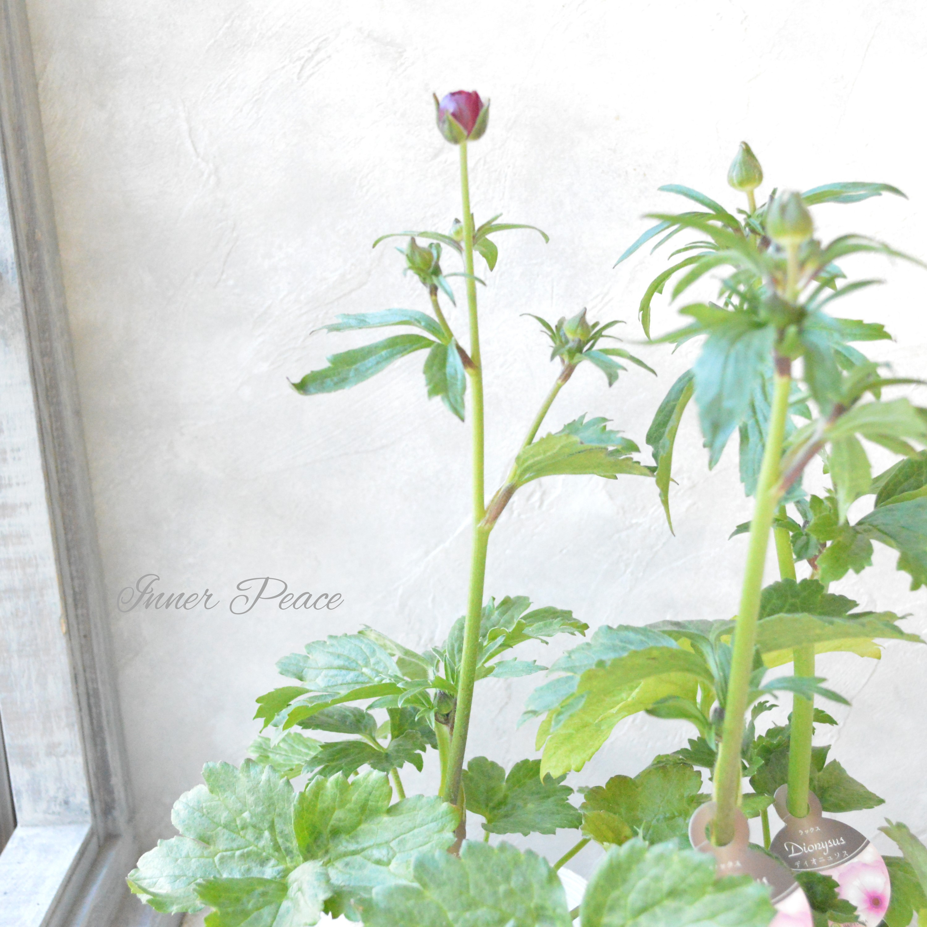 【美しい】 ラナンキュラス・ラックス 『ディオニュソス』 4寸POT