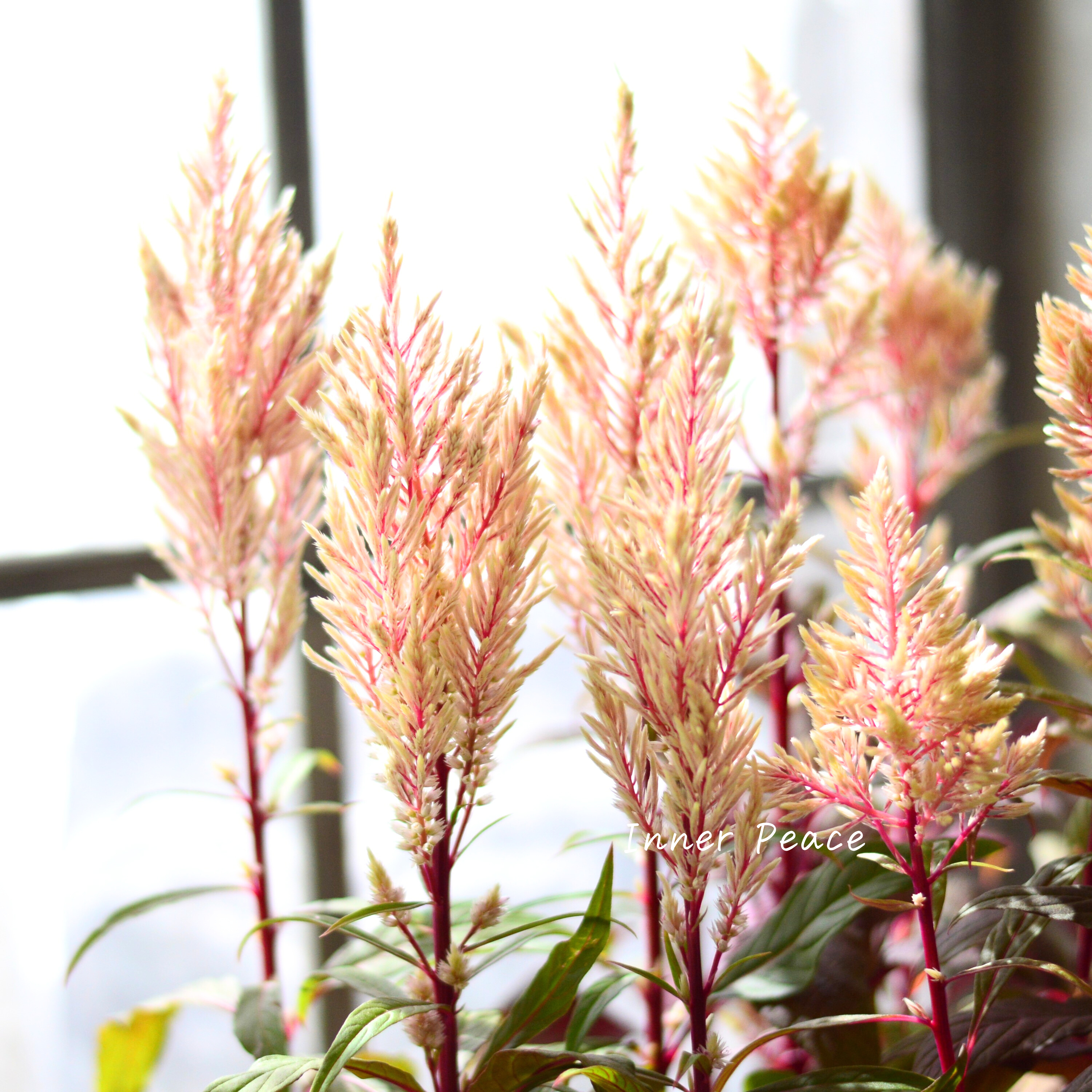 【ゲブラナガトヨさん】 ケイトウ 『霧島の秋・ベージュ』 3.5寸POT