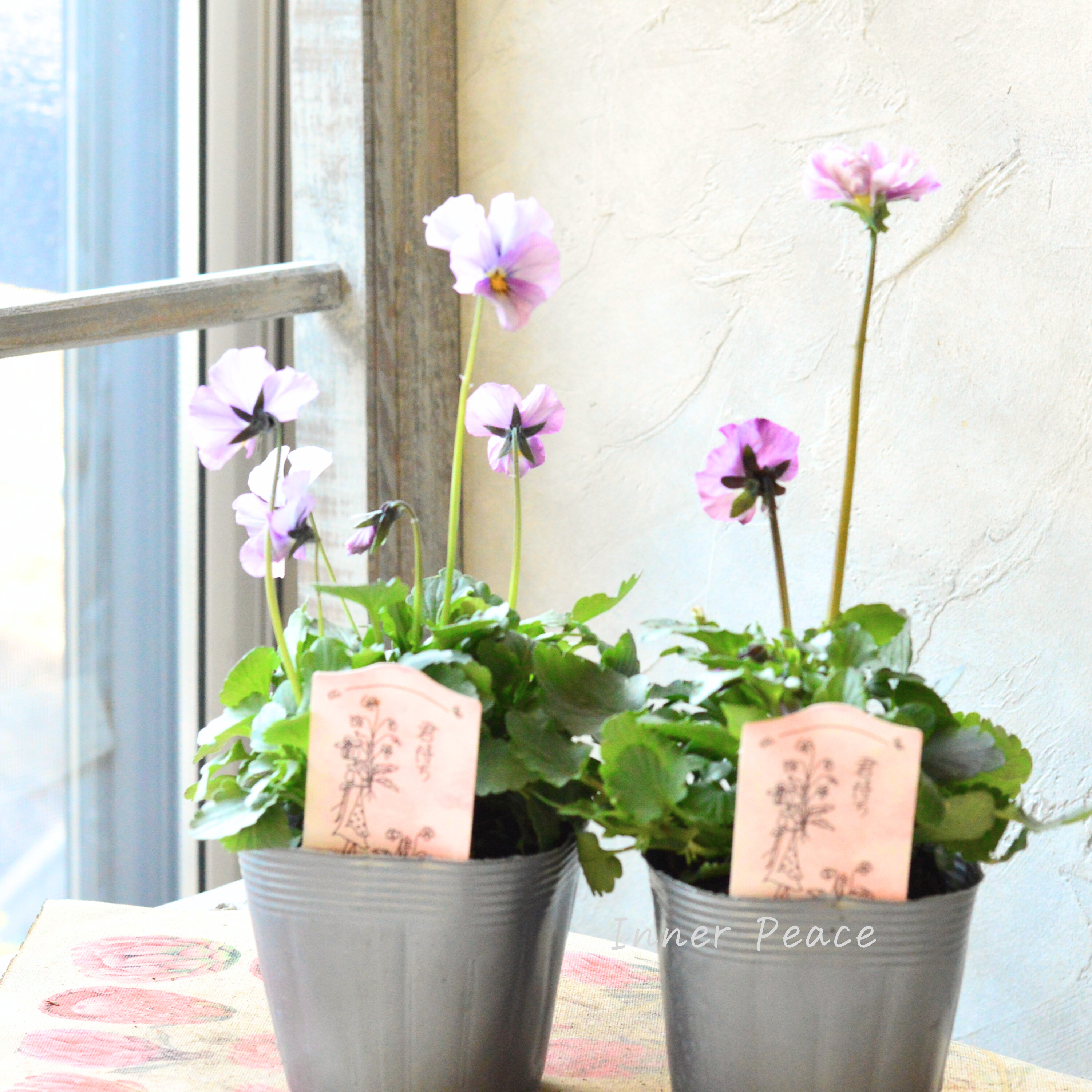 【吉村龍典さん育種ビオラ】 君待ちシリーズ 『Bタイプ』 3.5寸POT