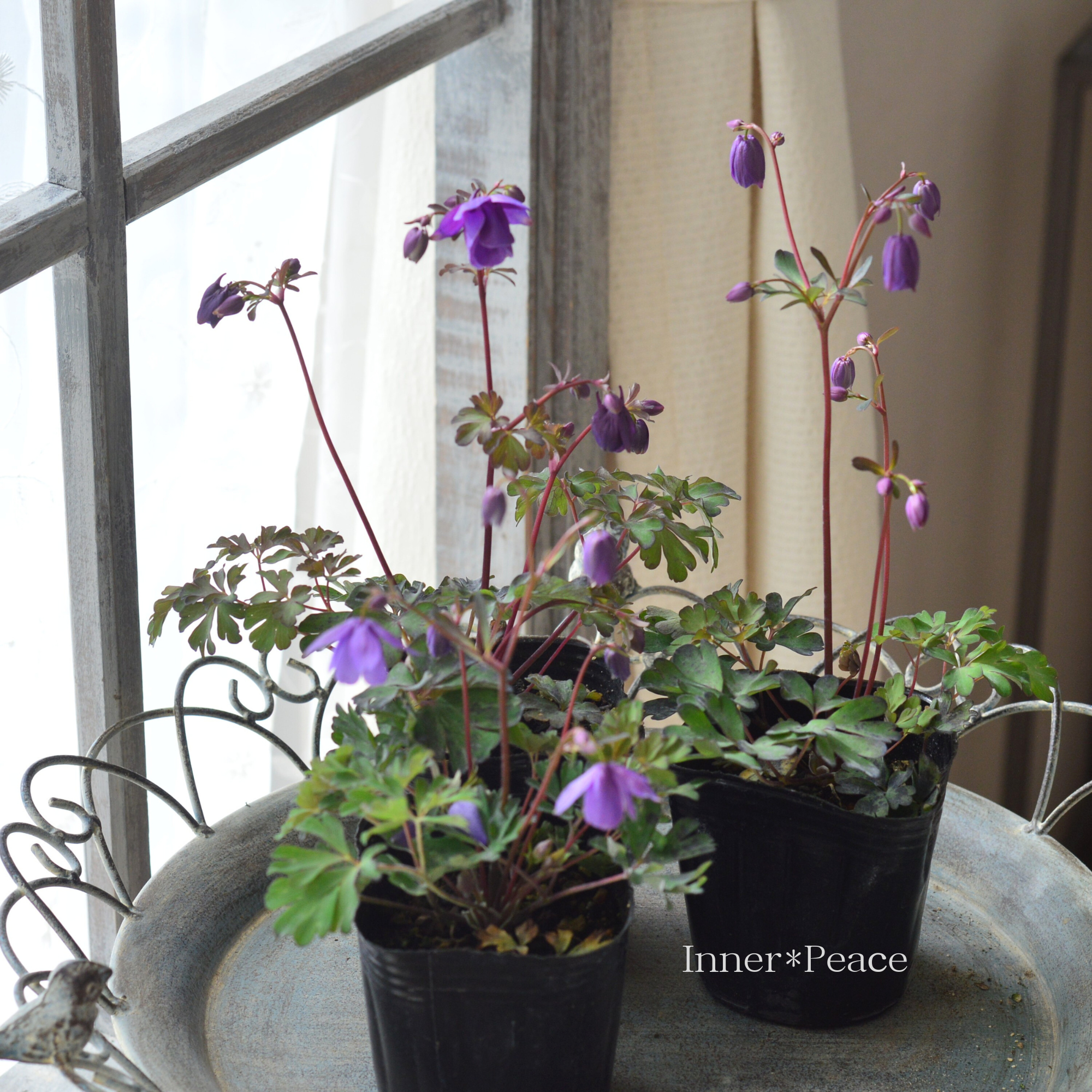 風鈴オダマキ 『パープル系』 3寸POT