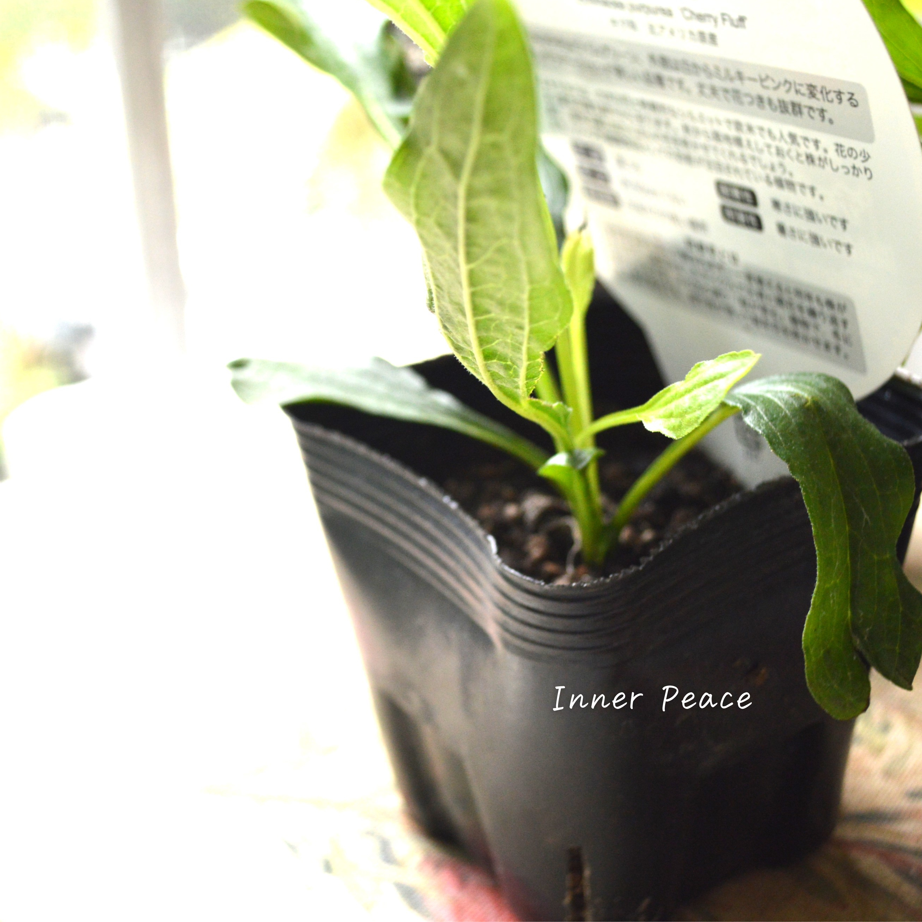 【暑さ寒さに強い】 エキナセア 『チェリーフラフ』開花見込み株 3.5寸POT