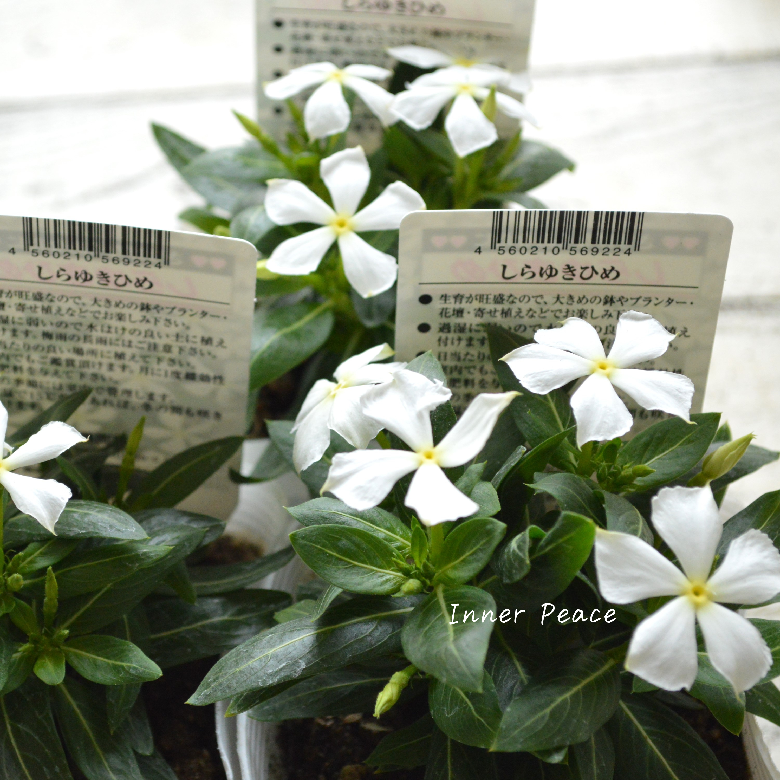 【北島園芸さん】 ニチニチソウ 『しらゆきひめ』 3.5寸POT