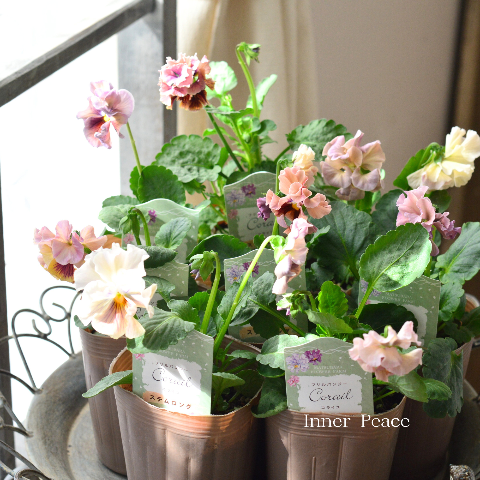 【素敵】 パンジー 『コライユ・ステムロング ピンク系』 3寸ロングPOT