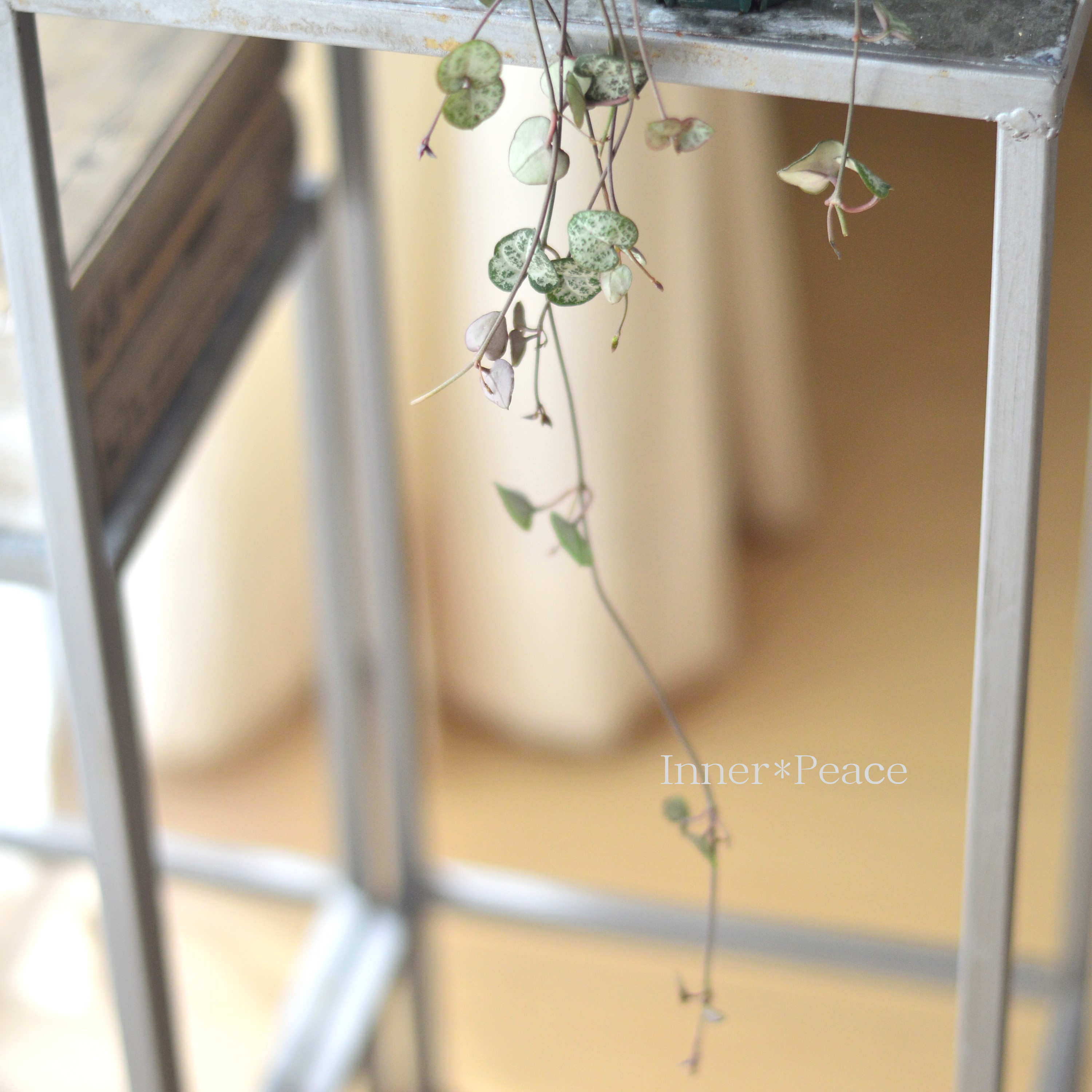 【かわいい】 ハートカズラ 3寸プラ鉢