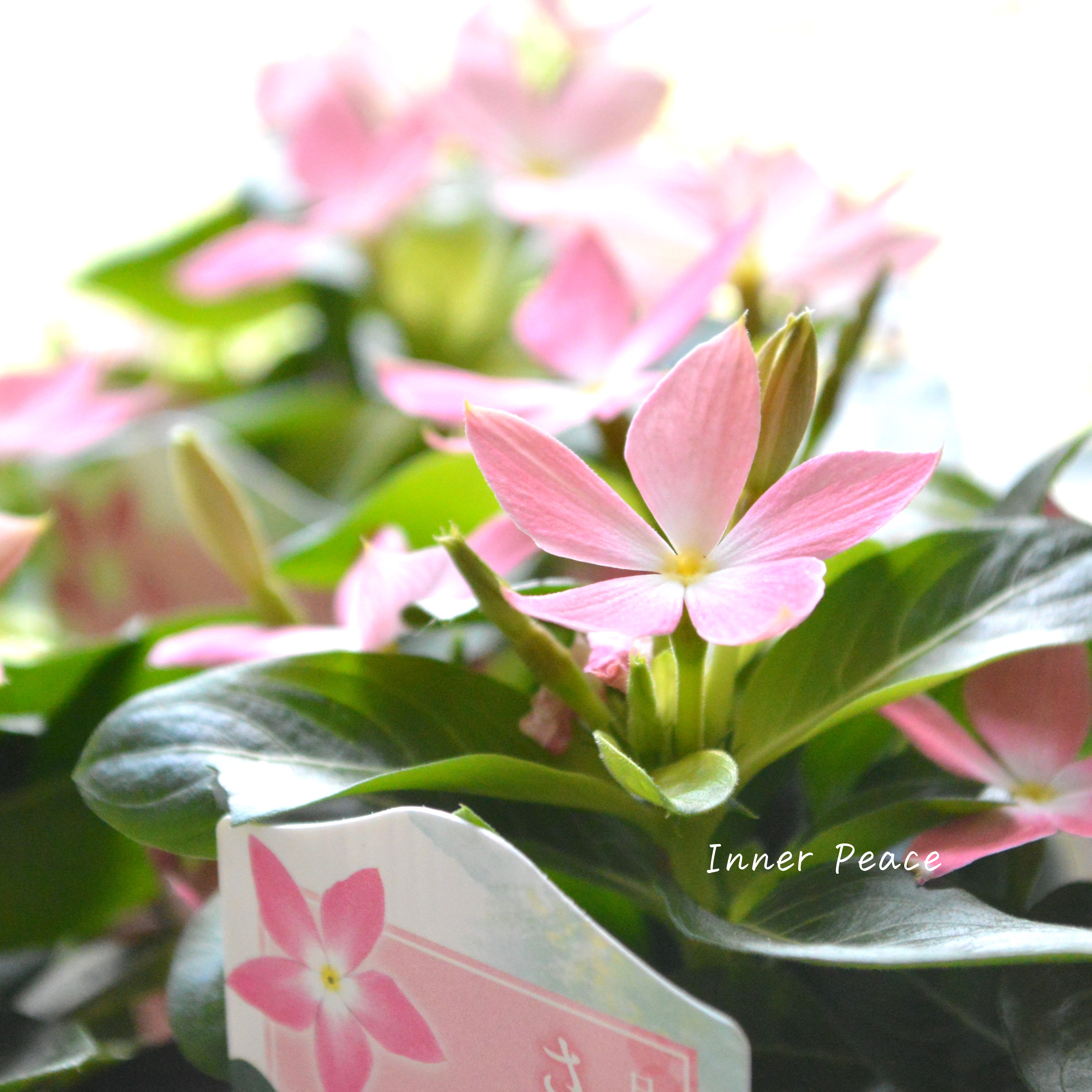 【サトウ園芸さん】 ニチニチソウ 『さくらんぼチーク』 3.5寸POT