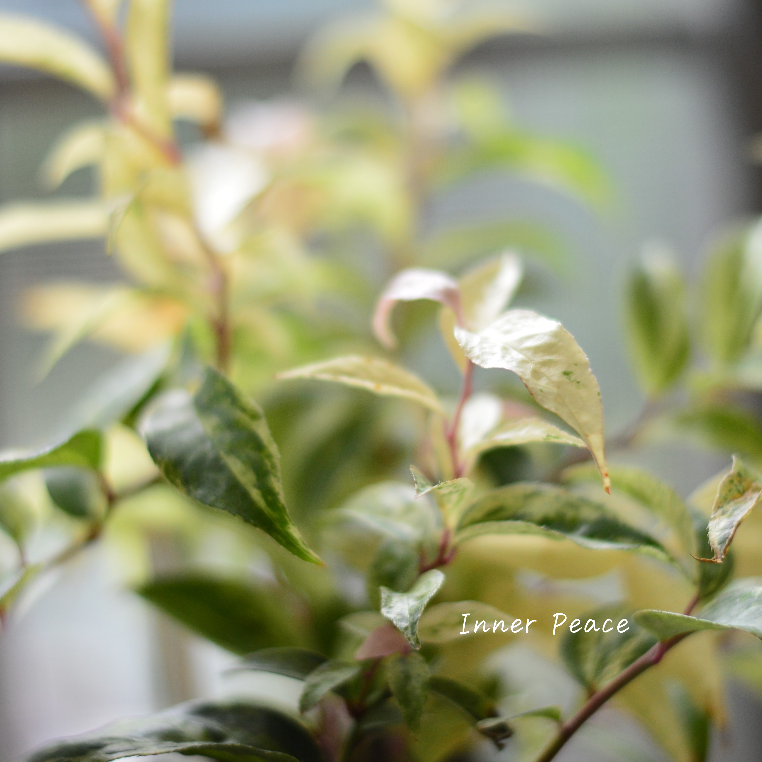 【斑入り】 ルコテー(西洋イワナンテン) 『レインボー』 3寸ロングPOT