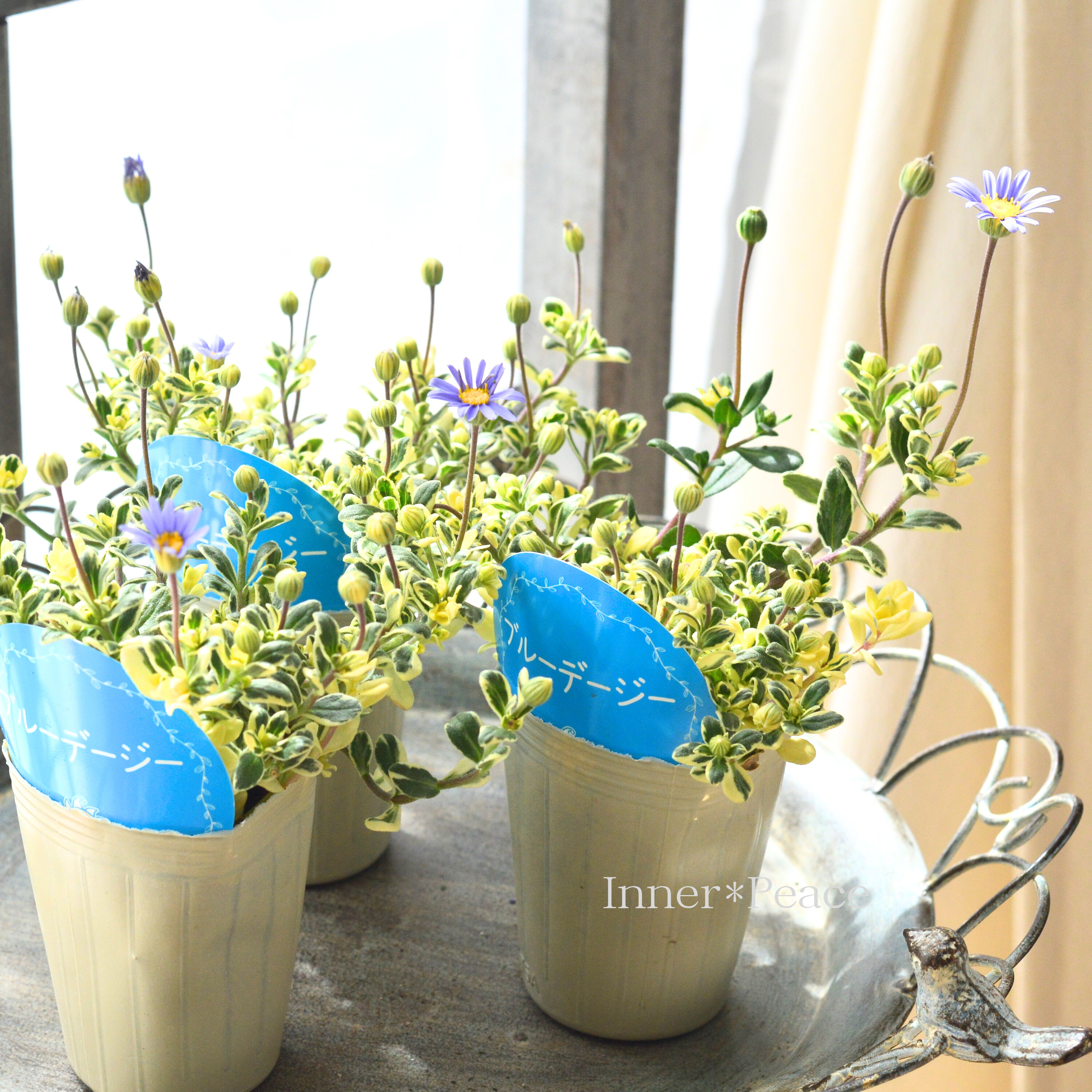 【斑入り】 ブルーデージー 2.5寸ロングPOT