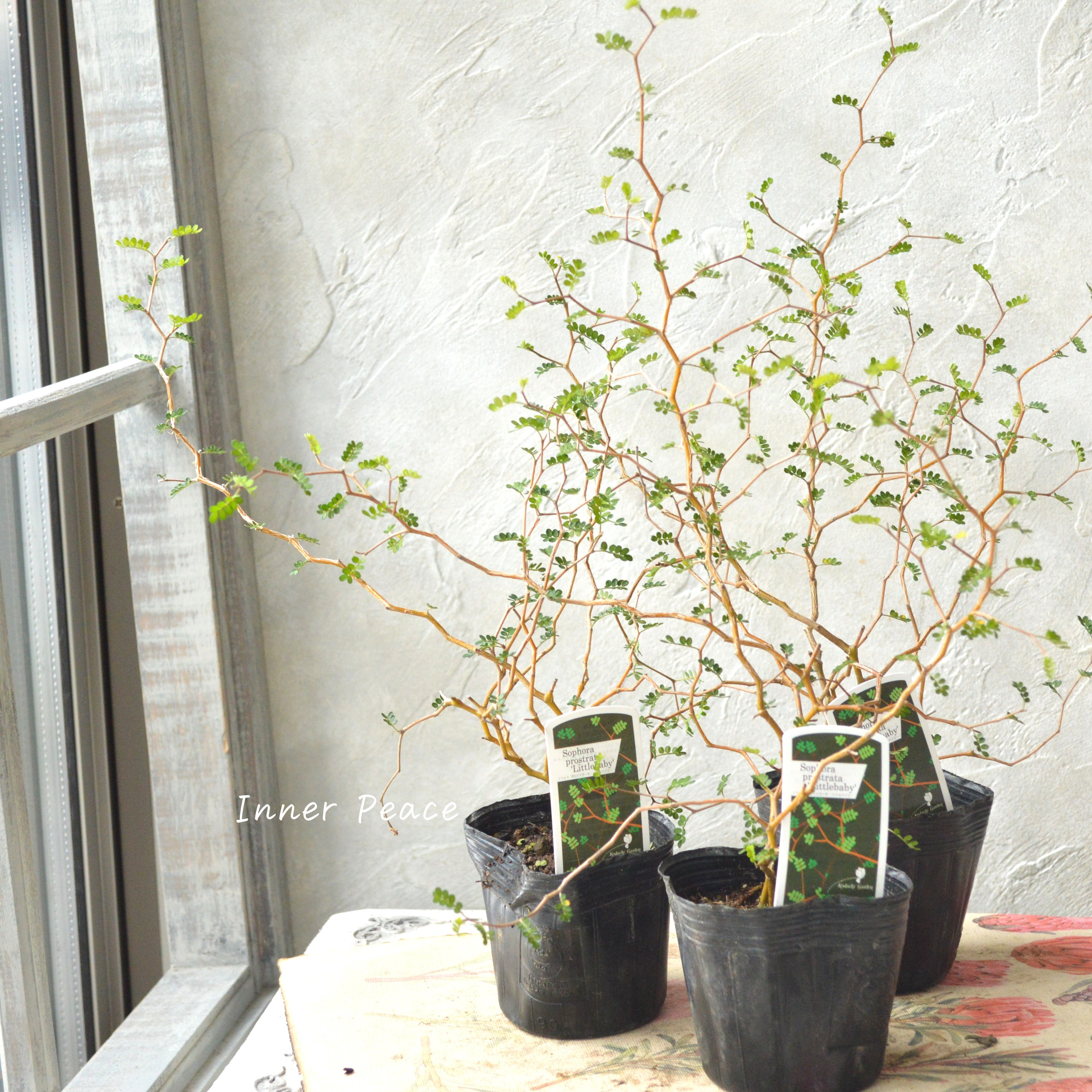 【メルヘンの木】 ソフォラ 『リトルベイビー』 3寸POT