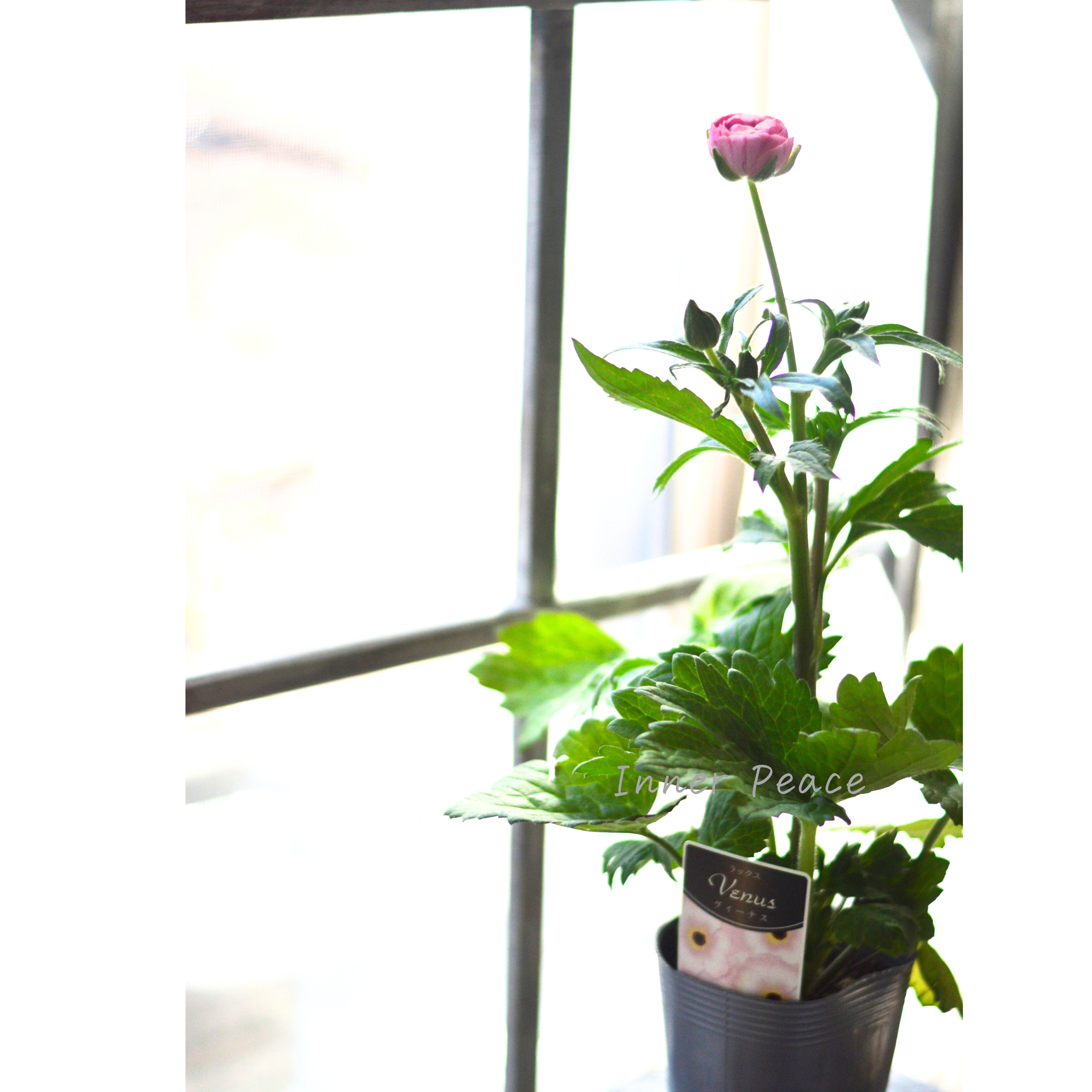 【美しい】 ラナンキュラス・ラックス 『ヴィーナス』 4寸POT