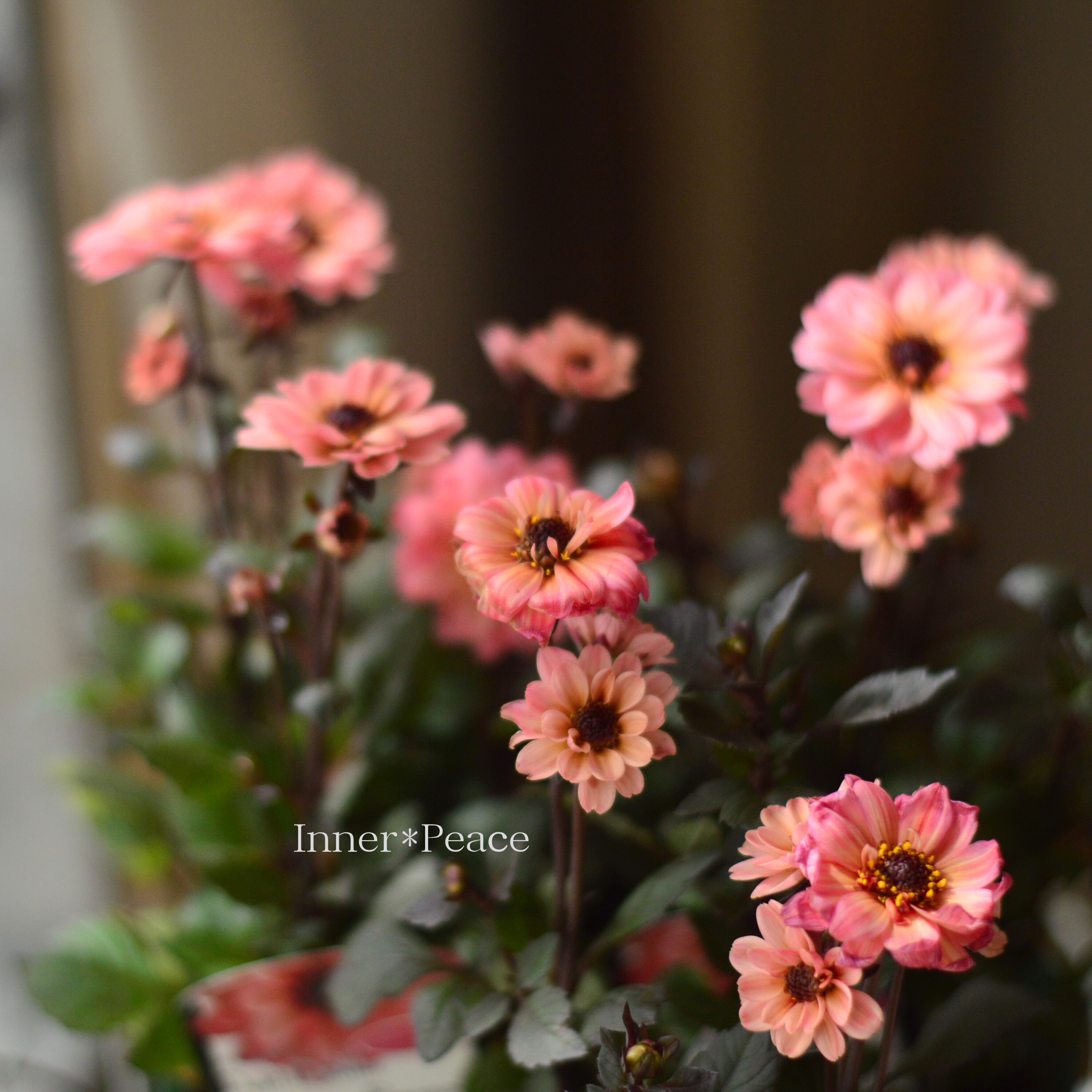 【宿根】 プチダリア・ハミングブロンズ 『エタニティ』 3.5寸POT