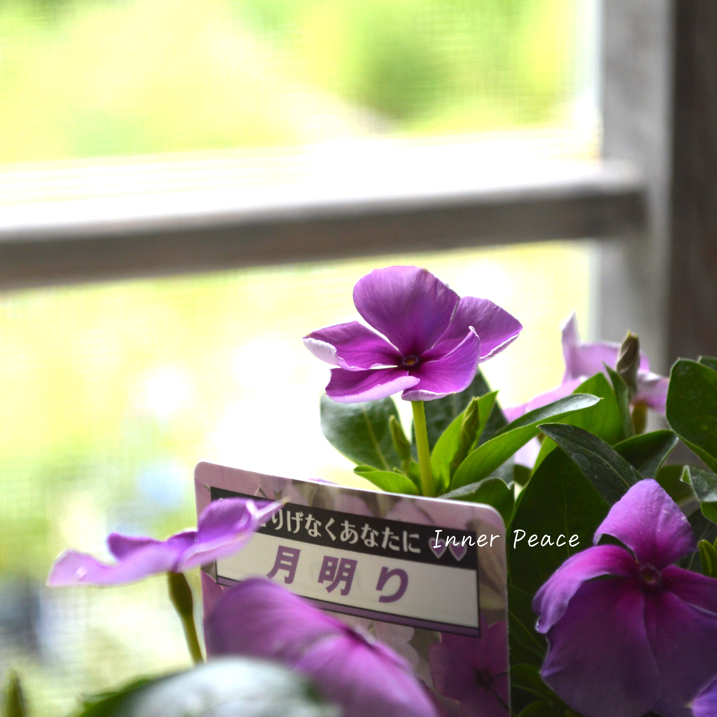 【北島園芸さん】 ニチニチソウ 『月明り』 3.5寸POT