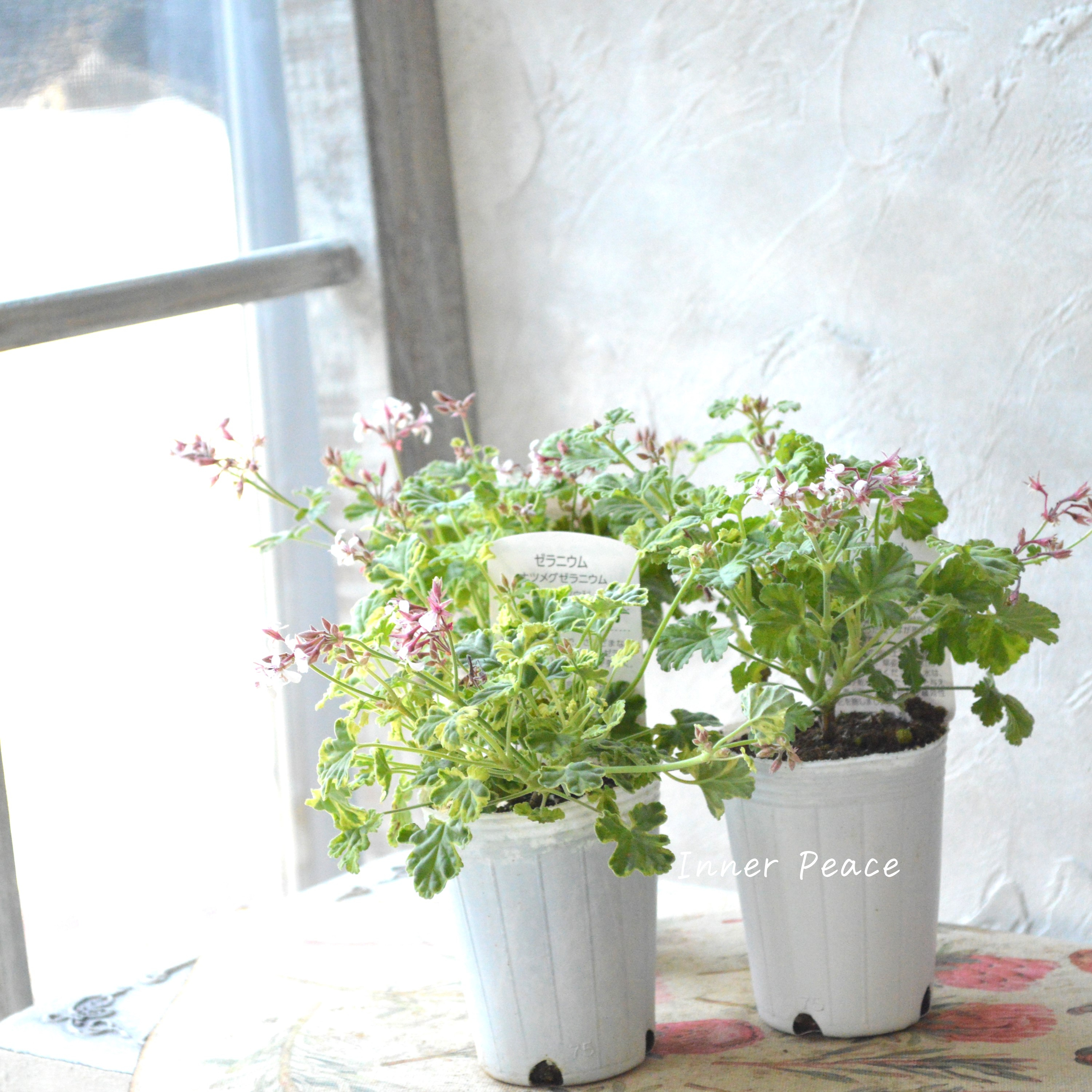 【斑入り】 ナツメグゼラニウム 『バリエガータ』 2.5寸ロングPOT