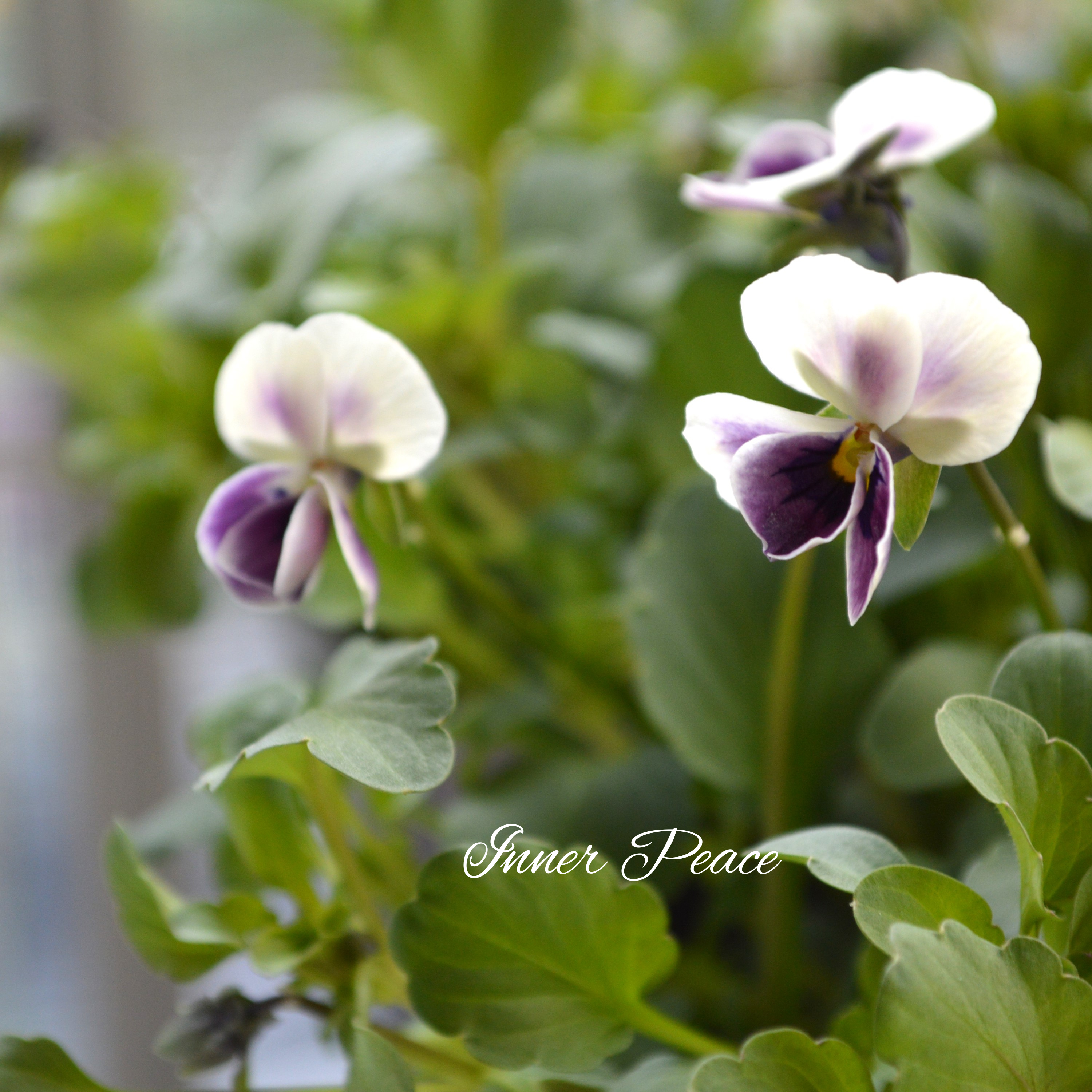 【tef*tef*さんオリジナルビオラ】 極小輪 プチモーブ 3.5寸POT