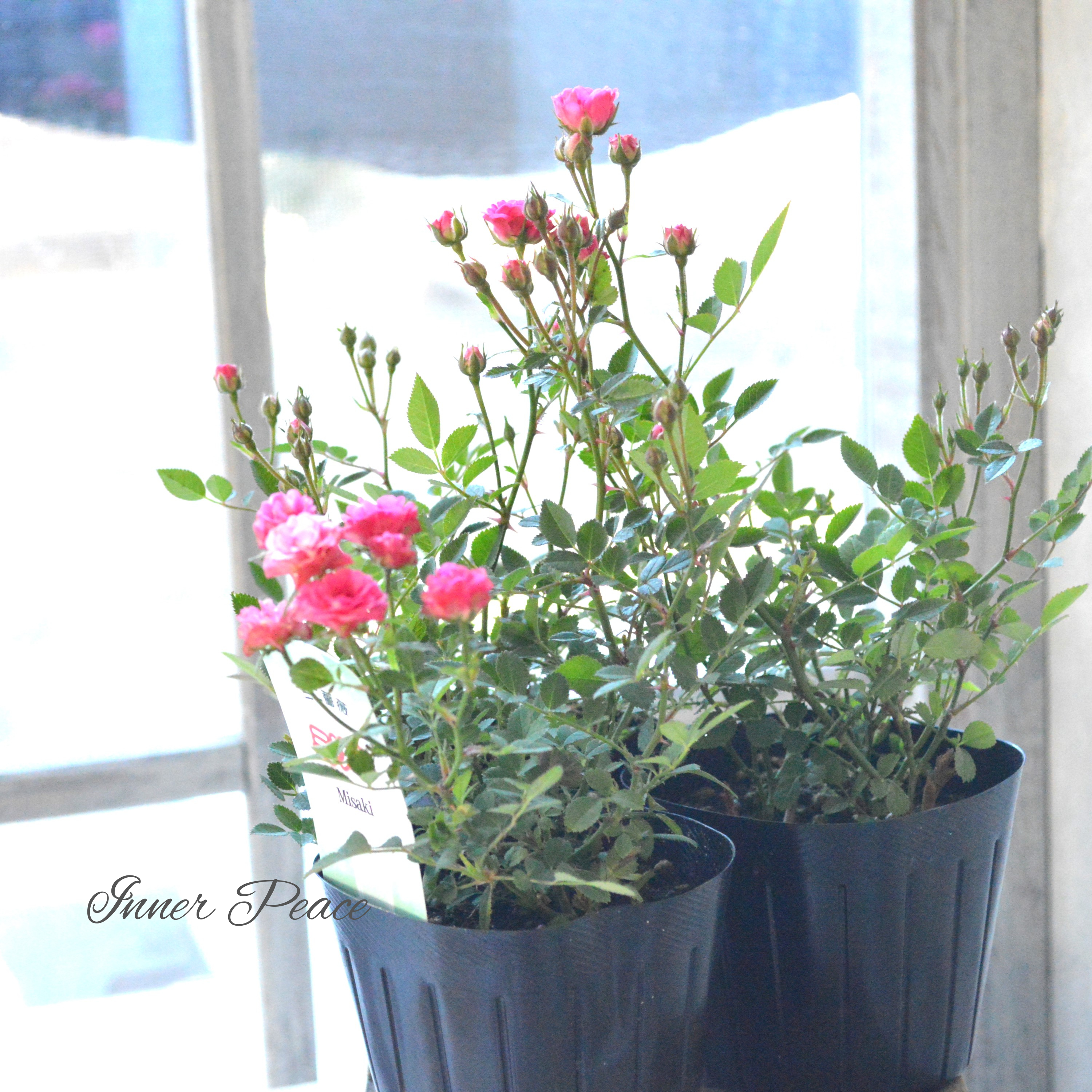 【分割できる】 ミニ薔薇 『ミサキ』(カスミソウ咲き) 3寸POT