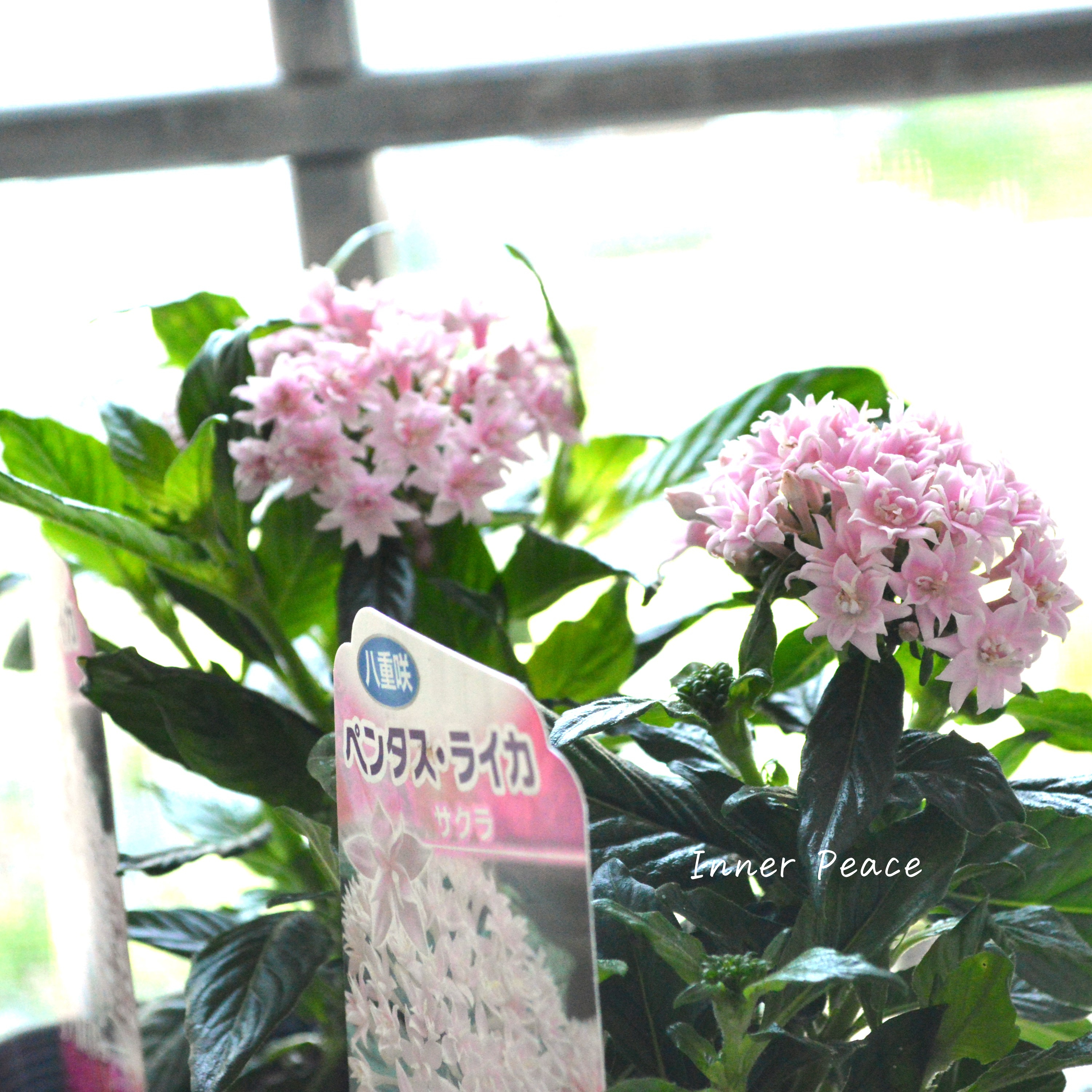 【暑さに強い】 八重咲きペンタス 『ライカ・サクラ』 3.5寸POT