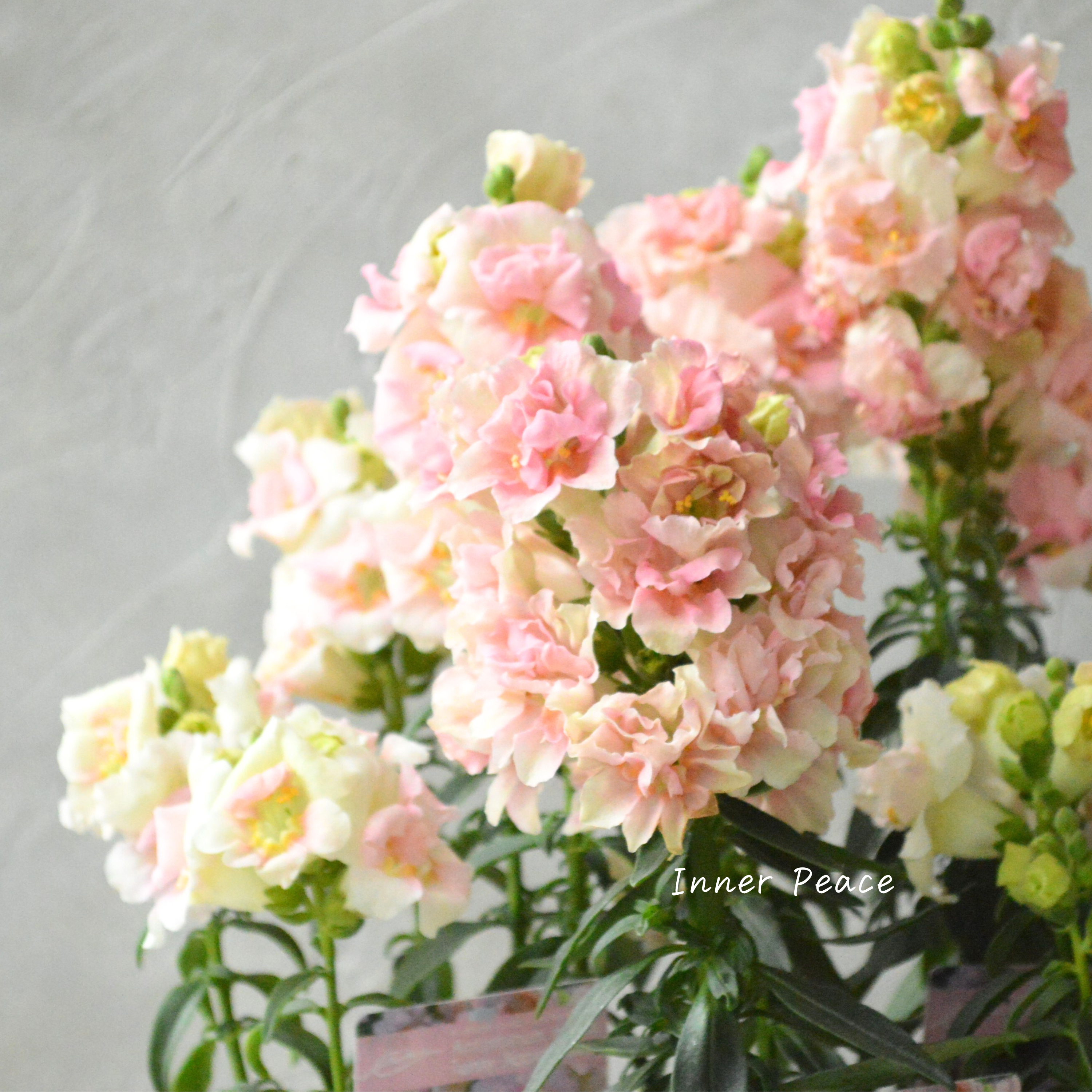 【かわいい】 奥田さん生産の キンギョソウ・トゥイニー 『アップルブロッサム』 3寸POT